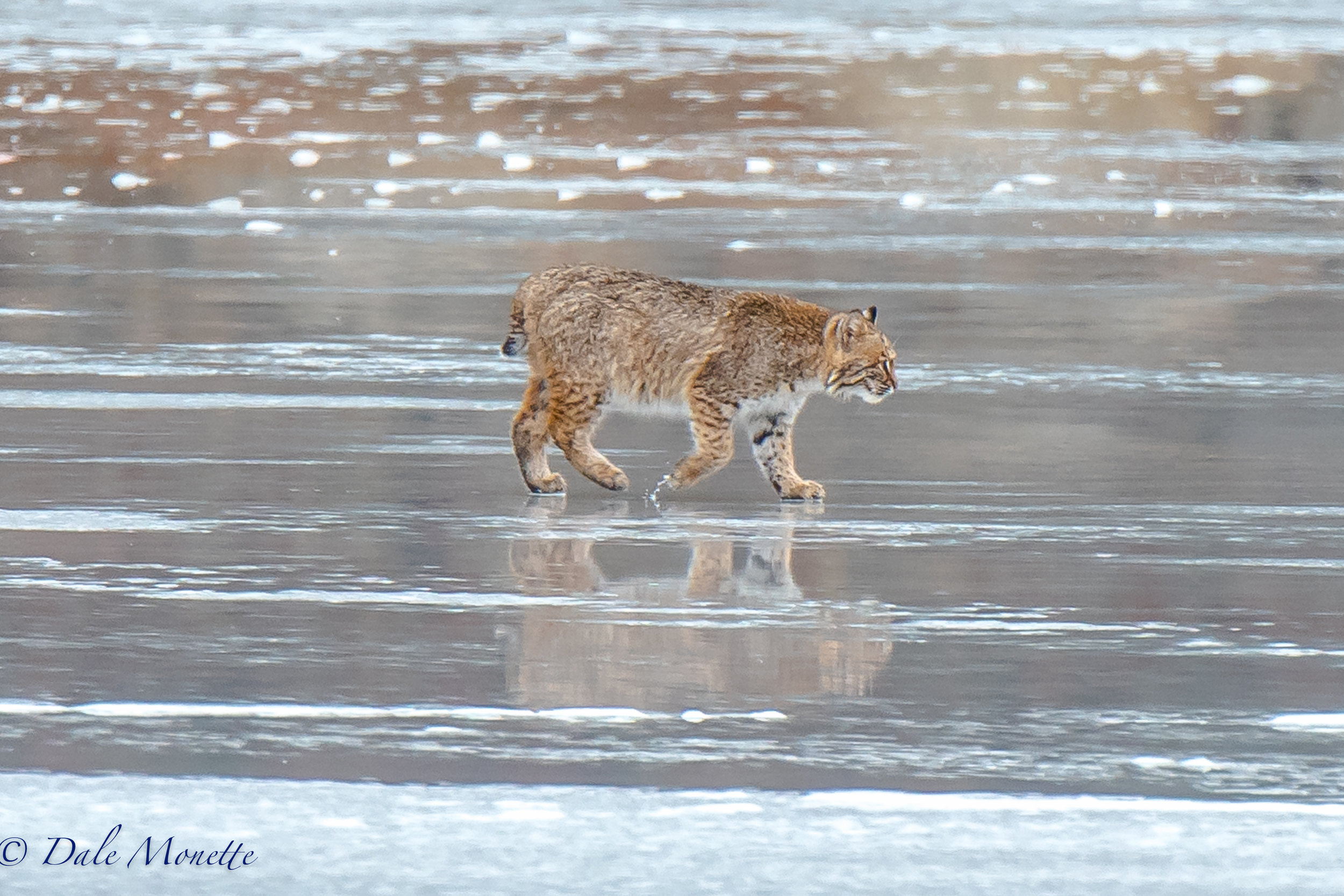   The same bobcat wandering around the ice taking a break from feeding. &nbsp;A beautiful cat to say the least! &nbsp;1/4/17  