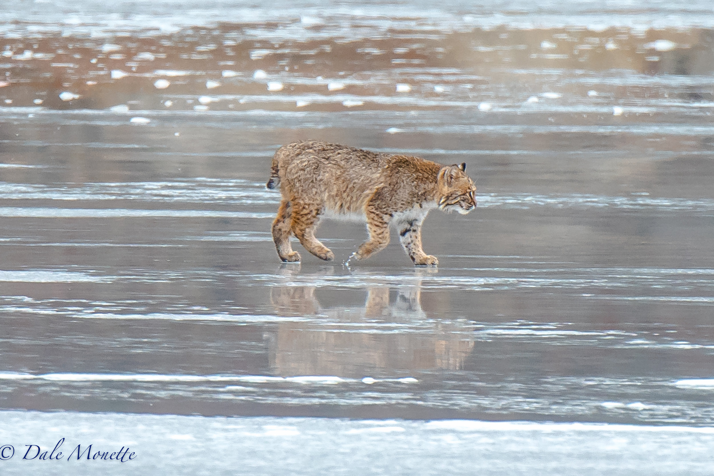 The same bobcat wandering around the ice taking a break from feeding. A beautiful cat to say the least! 1/4/17
