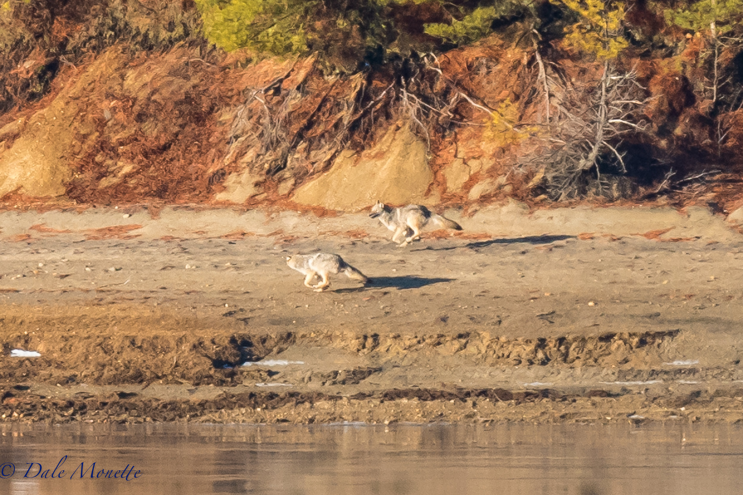 After spending 3 to 4 hours a day for the last week freezing my butt off while waiting for coyotes to drop by, I finally hit pay dirt this morning. Two eastern coyotes racing like the hammers of hell down the distant shore of the Quabbin. Alway fun to see even if the photo isn't the greatest quality! 1/11/17