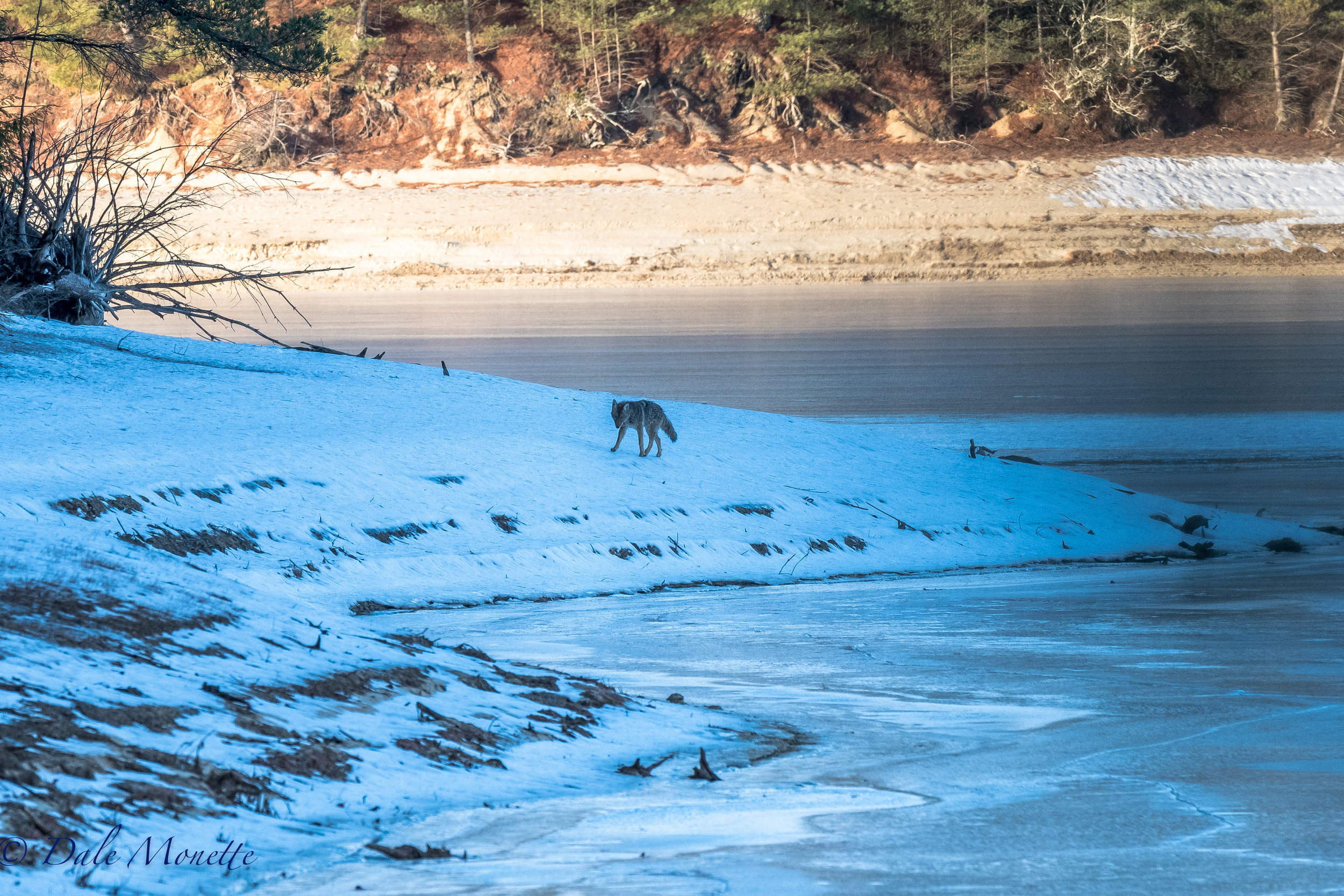   This morning after an hour and 20 minutes I spotted this eastern coyote slinking towards me down the shore of the Quabbin. &nbsp;I was hidden in the woods. 1/14/17  