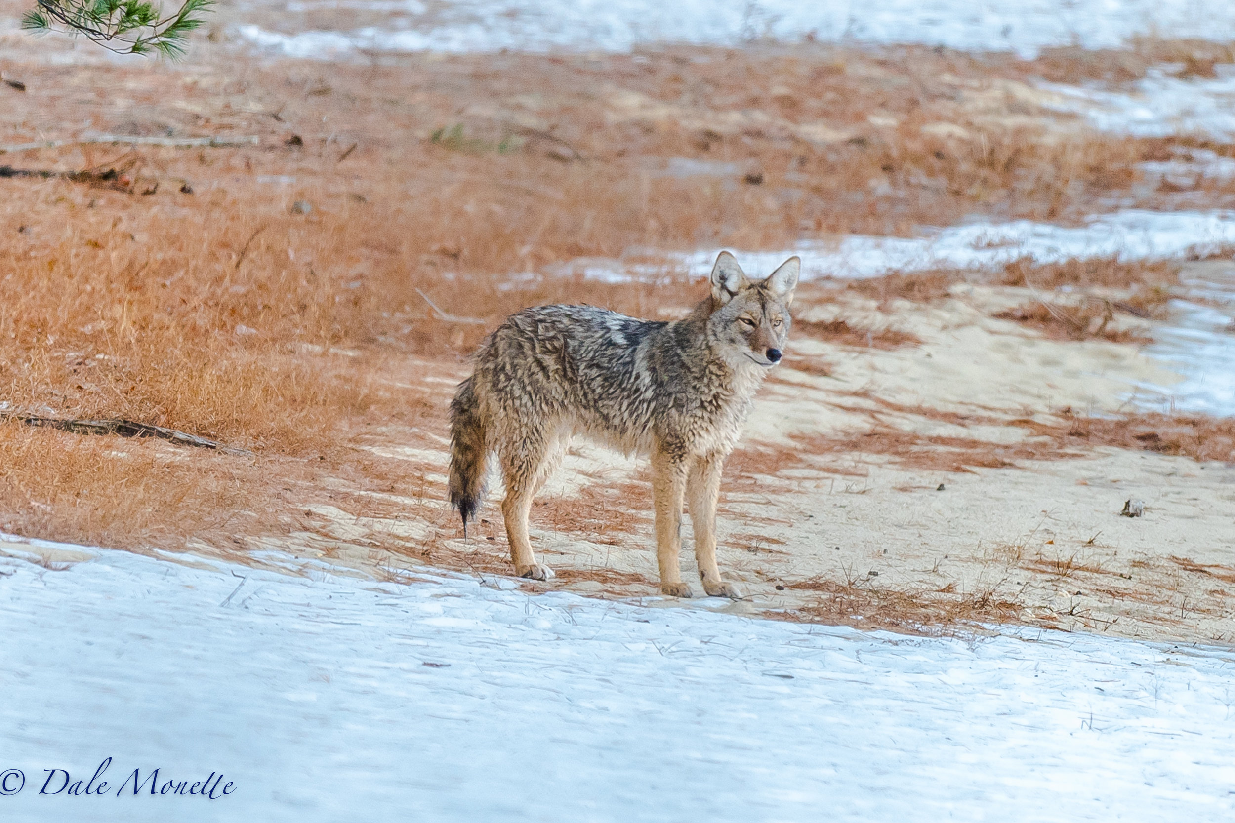 And here he is......50 yards from me ! He thought about it for a few minutes and wandered up into the woods..... awesome ! 