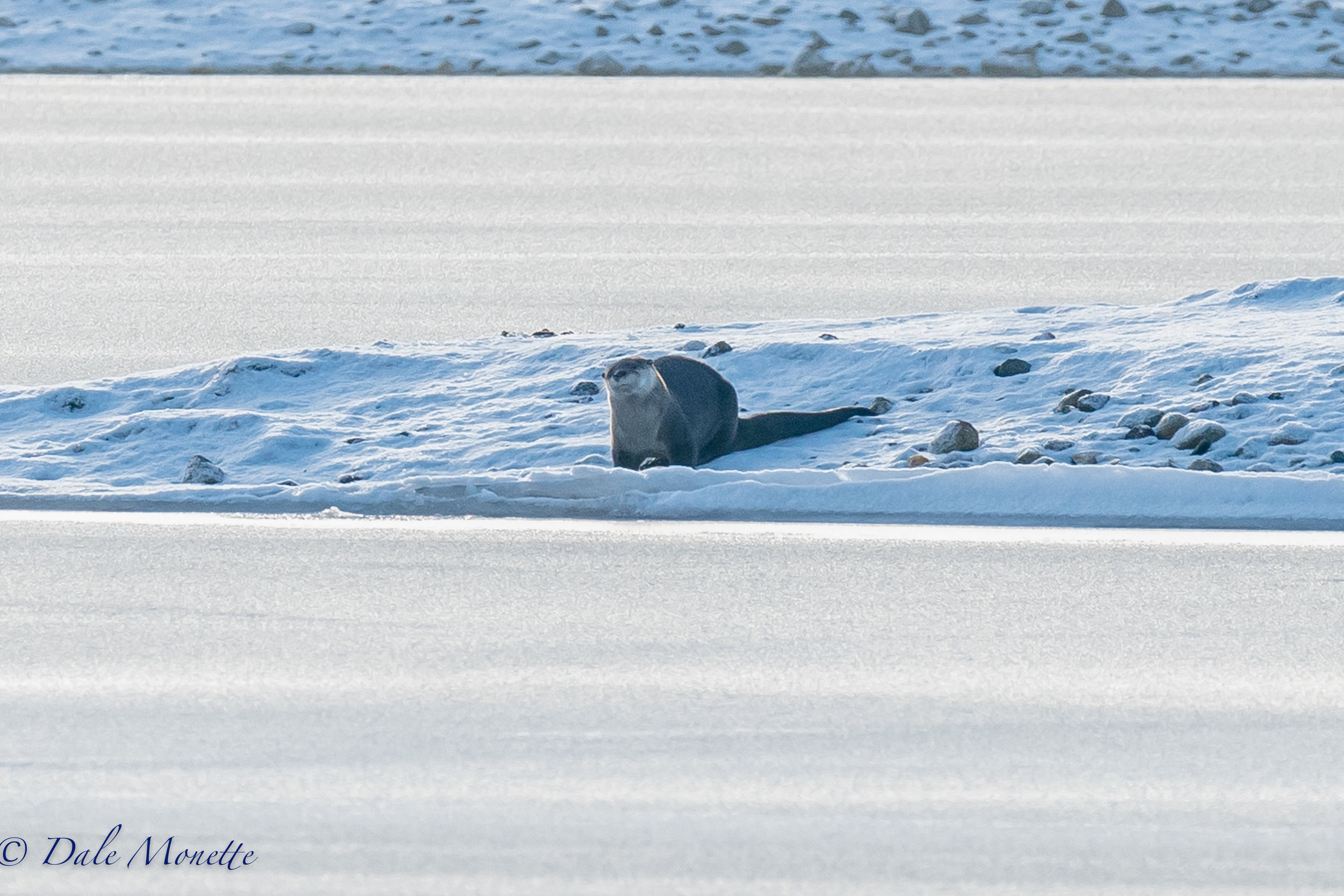   I found this northern river otter rolling in the snow after fishing for his breakfast in the Quabbin Reservoir this morning. &nbsp;I watched him for about 45 minutes. &nbsp;I love these guys and its always fun to watch them in their world. &nbsp;1/