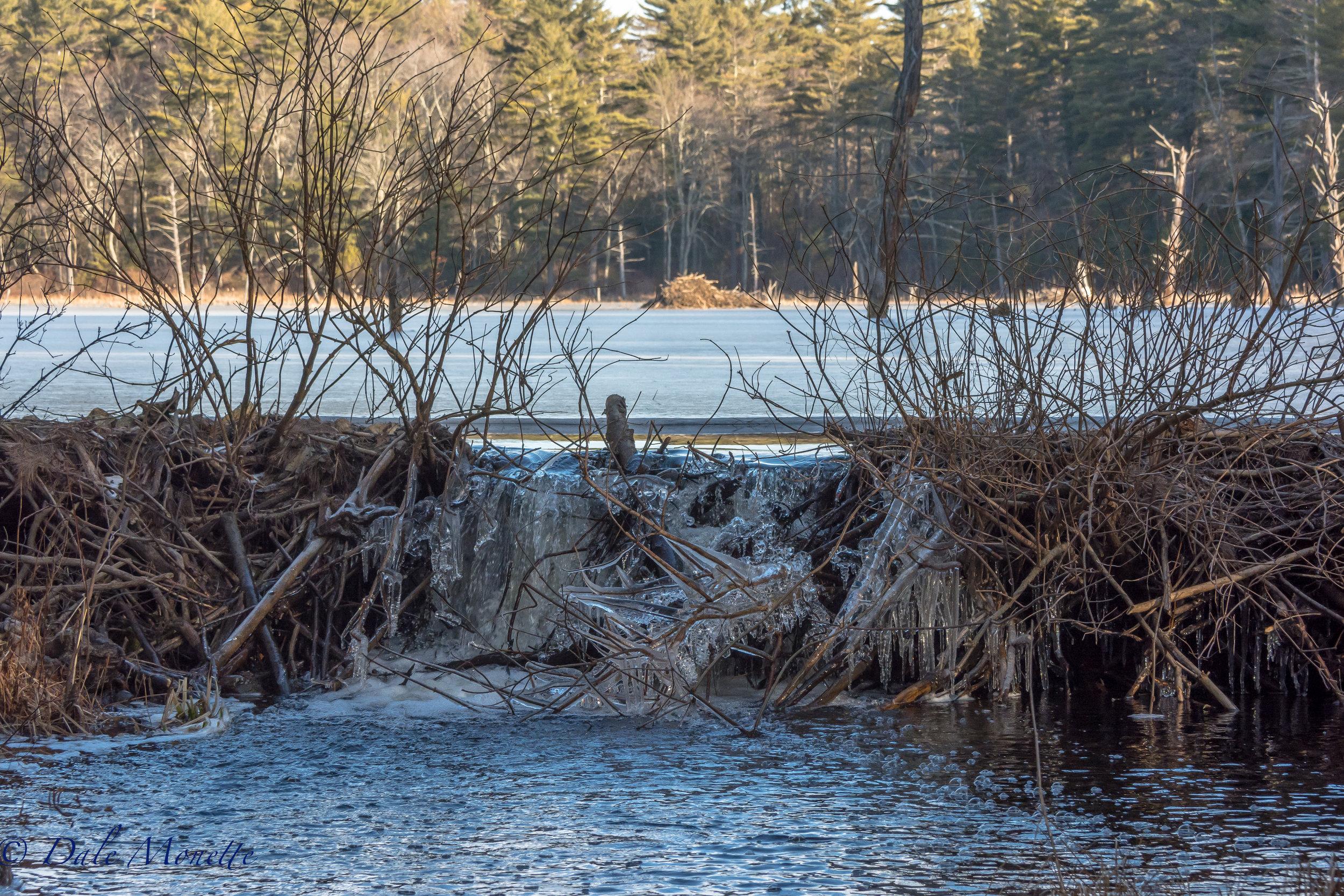   This beaver family could have one or two new kits in their clan! &nbsp;I"ll certainly keep my eyes oped for them through out the spring ! &nbsp;1/30/17  