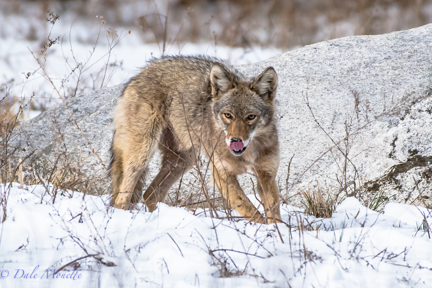   Last spring I watched this coyote catch and play with a vole in a big field. &nbsp;I didnt see this tongue out until after I got home ! &nbsp;  