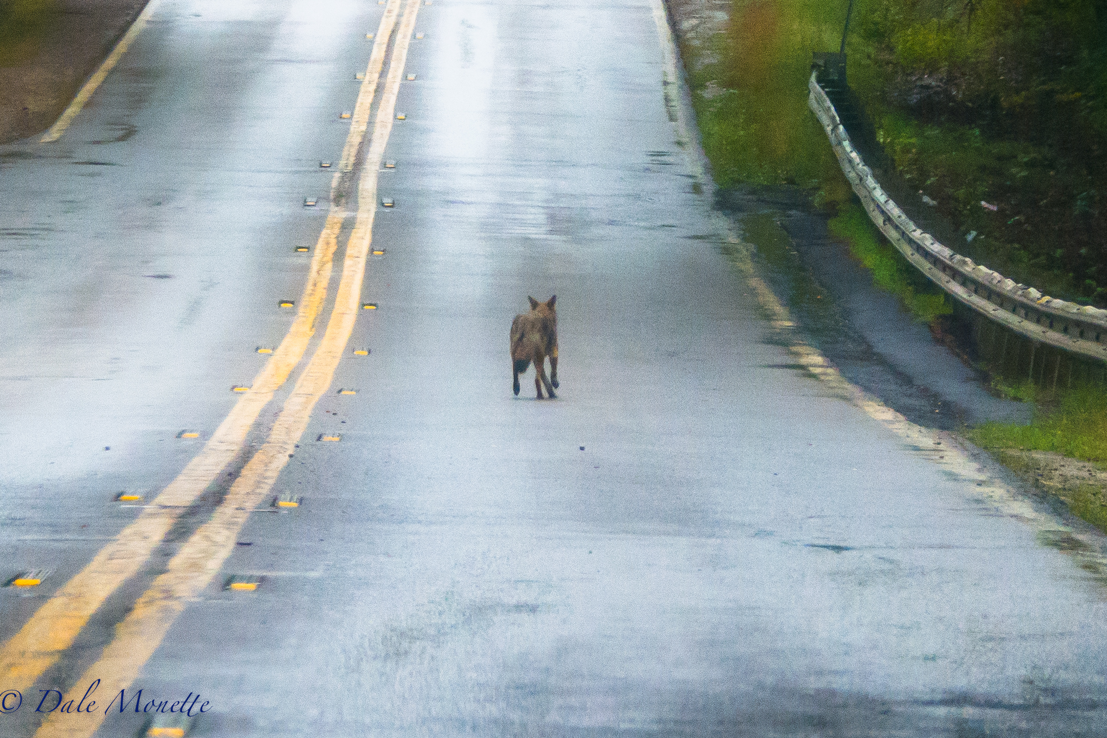   Heres a coyote running down the middle of RT 122 in New Salem, MA. &nbsp;This is an iPhone 6 from my car....  