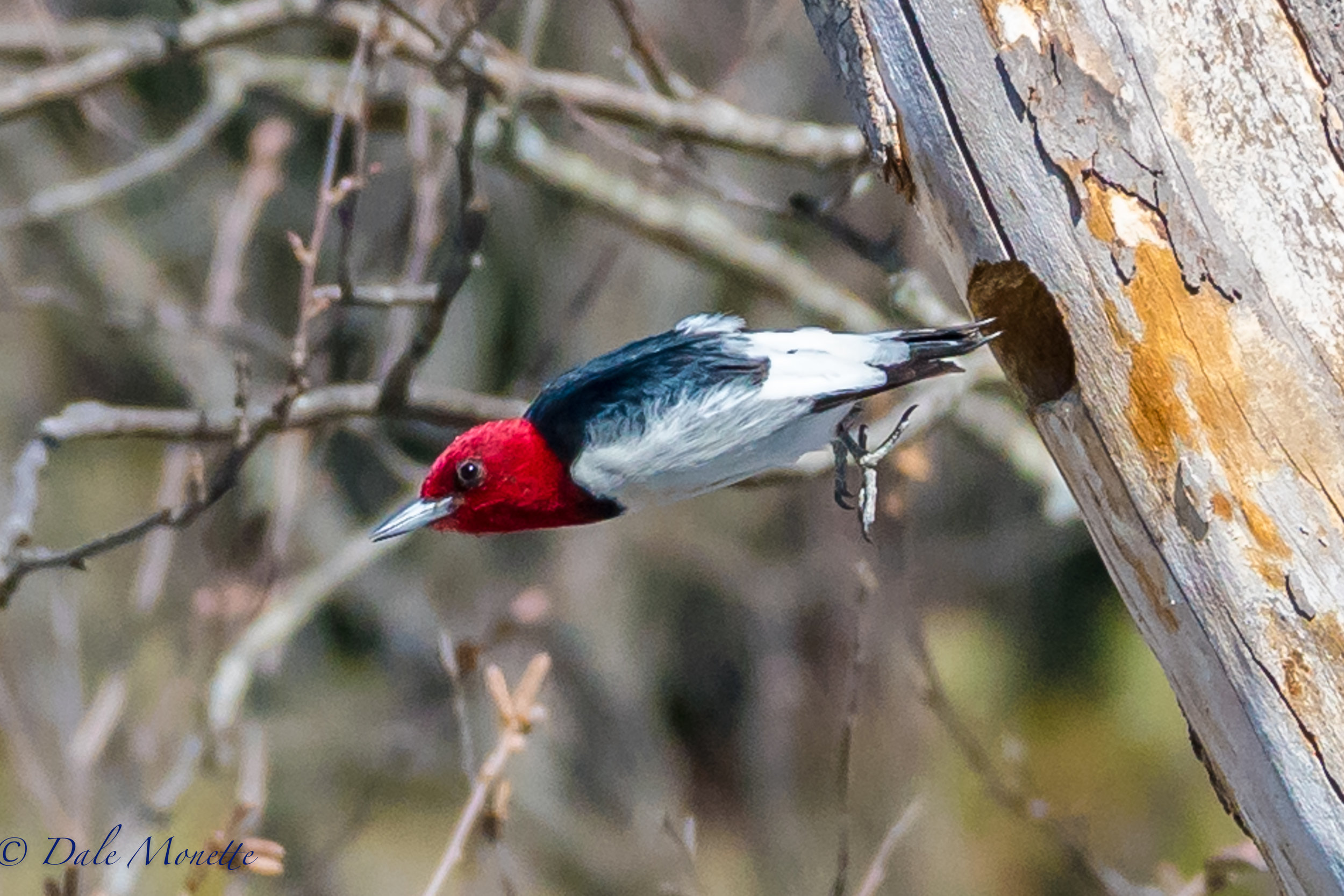   Ive spent so much time waiting for big animals wandering about the ice on Quabbin with not much happening, I decided to drop by to see my old friend the red headed woodpecker. He was working on a new house. When I left about 2 hours later he was lo