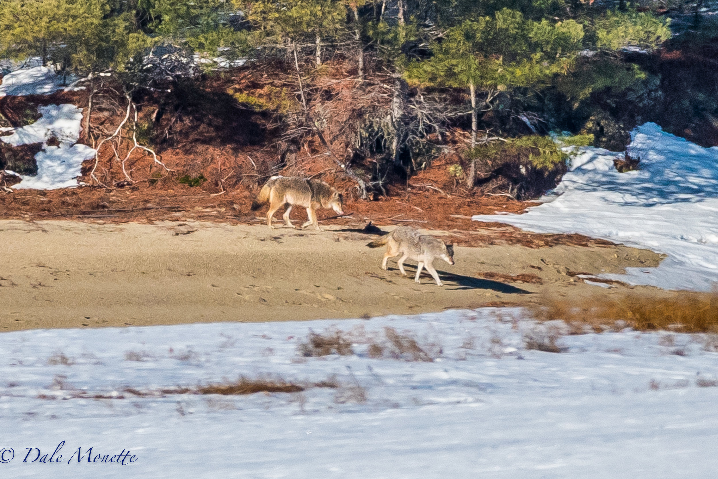   At sunrise this morning I heard coyotes howling, two hours later they appeared along the shoreline crossing the ice. &nbsp;Its always a great thrill to see them ! &nbsp;2/21/17  