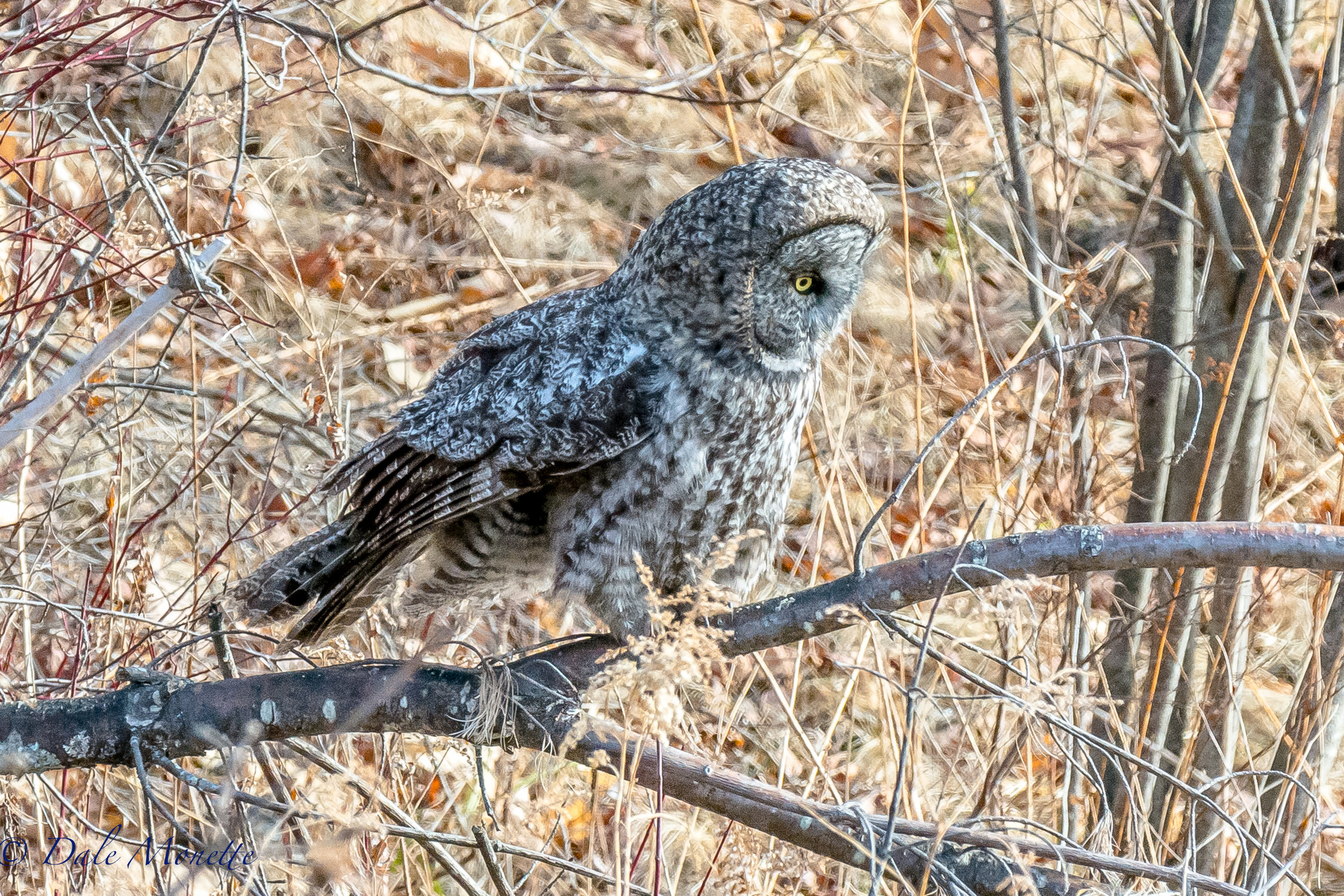   Great gray owls are the larges owls in North America. They are not used to seeing people so they are ver approachable. I got as close as 60 yards away and he didnt even bat an eyelash ! &nbsp;Here's where a telephoto lens came in great! &nbsp;  