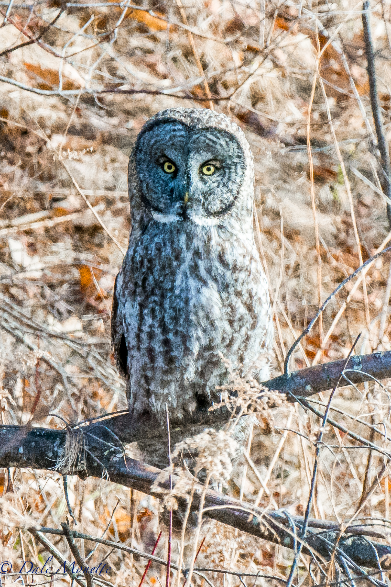   Today I drove 2 hours north to see this rare visitor from the great white north. A gray gray owl. &nbsp;These guys very rarely get out to these parts and when they do all of the bird watchers come from all over the place. &nbsp;I was lucky enough t