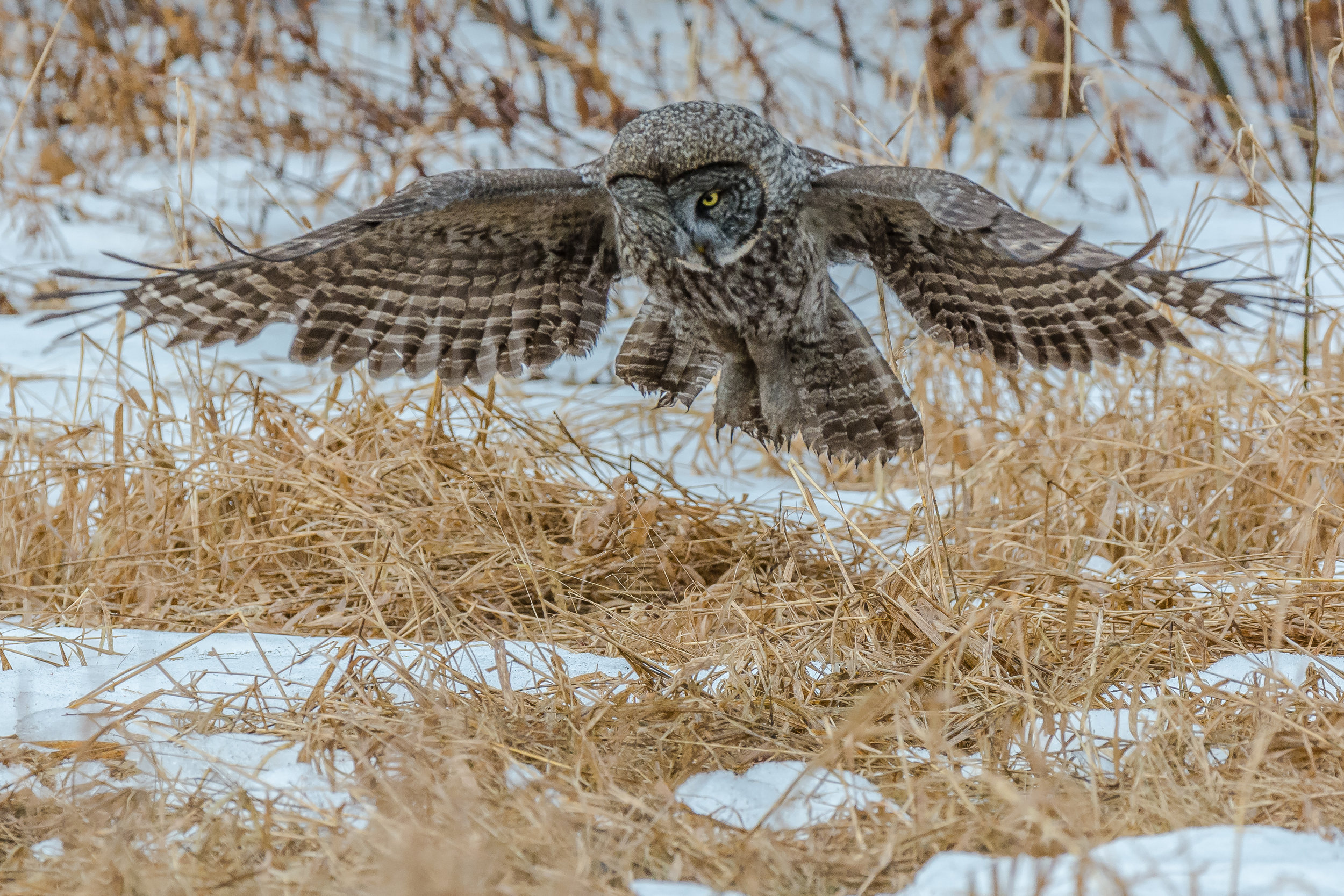   Incoming &nbsp;!! &nbsp; I drove back north to see the great gray owl again today, &nbsp;he did not disappoint !! &nbsp;  