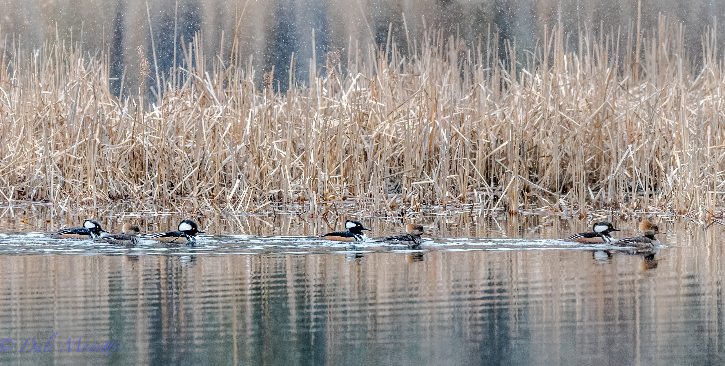   The ponds are opening up from ice and now the ducks are returning. &nbsp;Hooded mergansers. &nbsp;3/10/17  