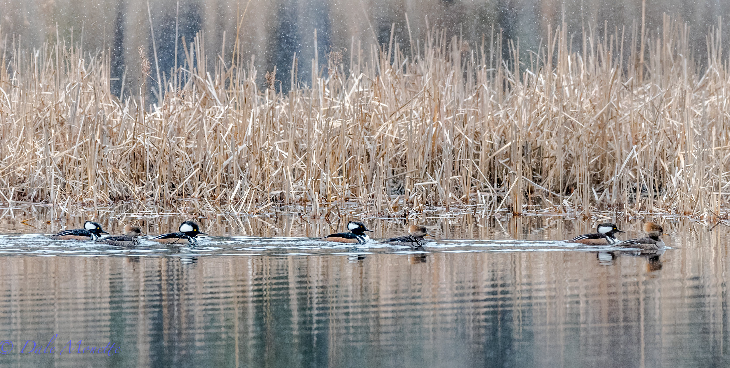 The ponds are opening up from ice and now the ducks are returning. Hooded mergansers. 3/10/17