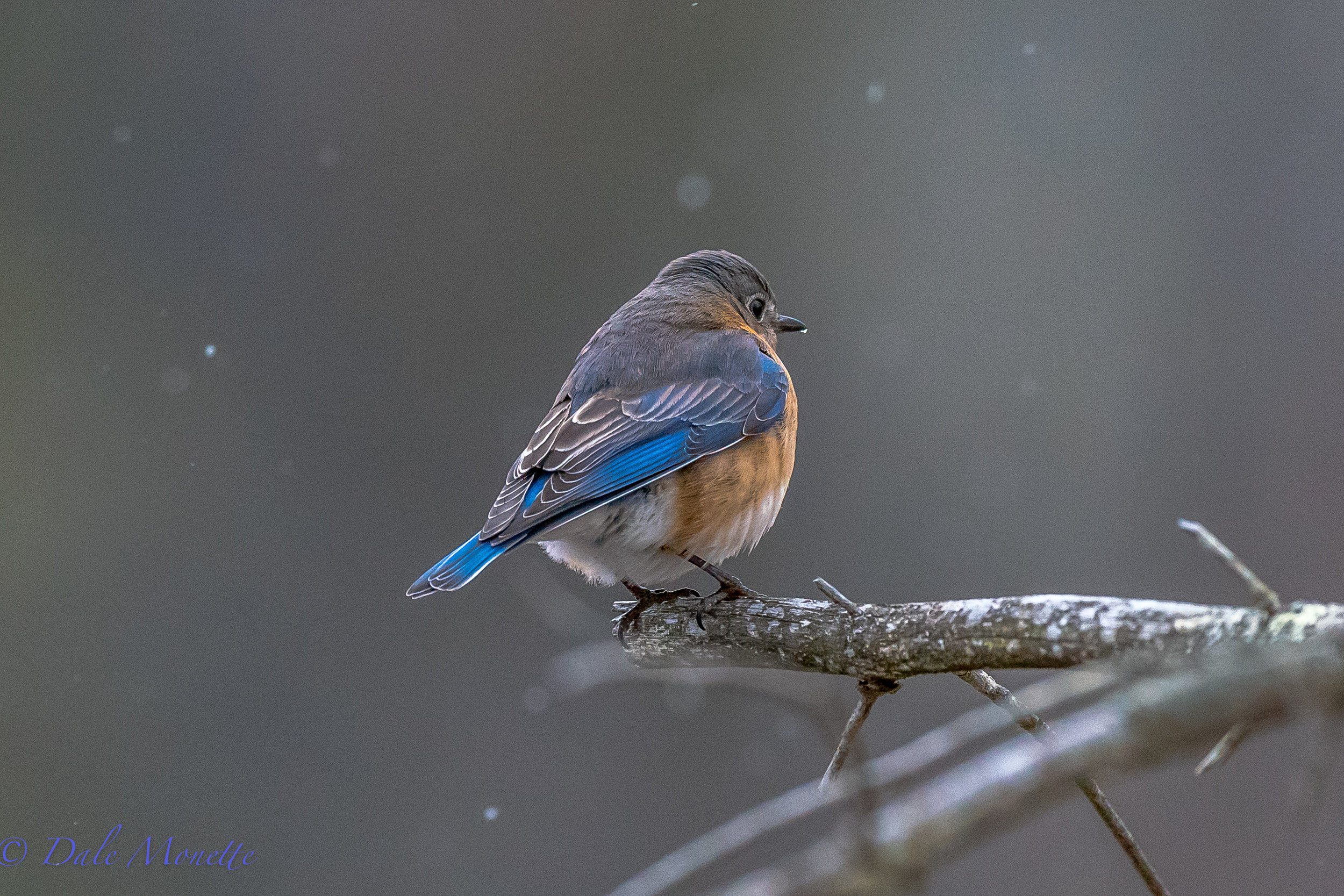  A female bluebird landed right smack in front of me in with little snow falling. &nbsp;3/10/17  