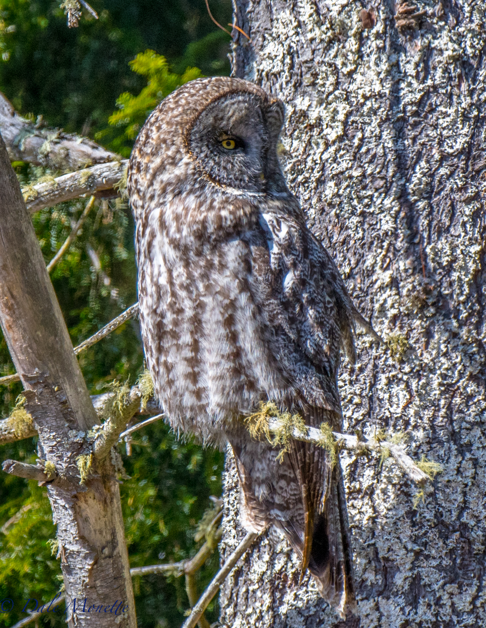   I took a ride north today to see if the great gray owl was still hanging in there. &nbsp;It is ! &nbsp;It's always fun to see it but today it was 25 feet up in a pine tree, 1/2 mile north of where he has been hanging out. &nbsp;3/13/17  