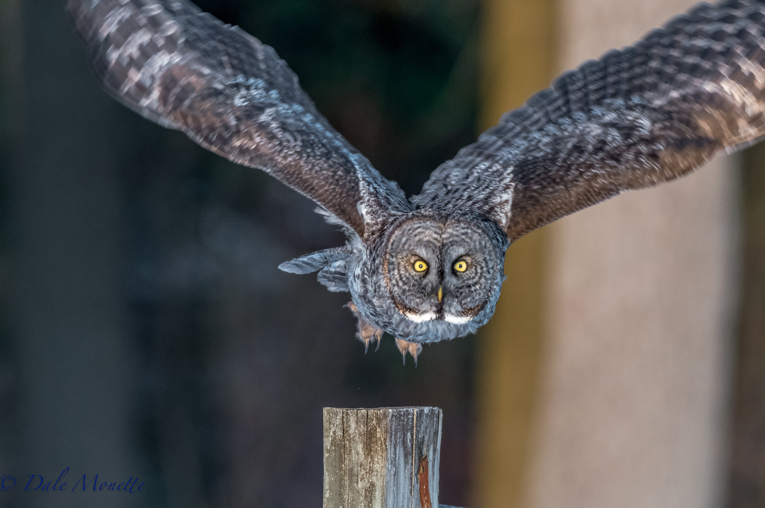   The Newport NH great gray owl lifts off from a post. I was standing about 30 feet away when it decided to drop by for a visit. &nbsp;It sat there for about ten minutes and then said good-bye. &nbsp;Shot with a Nikon D810 and my Nikon 500mm f/4 lens