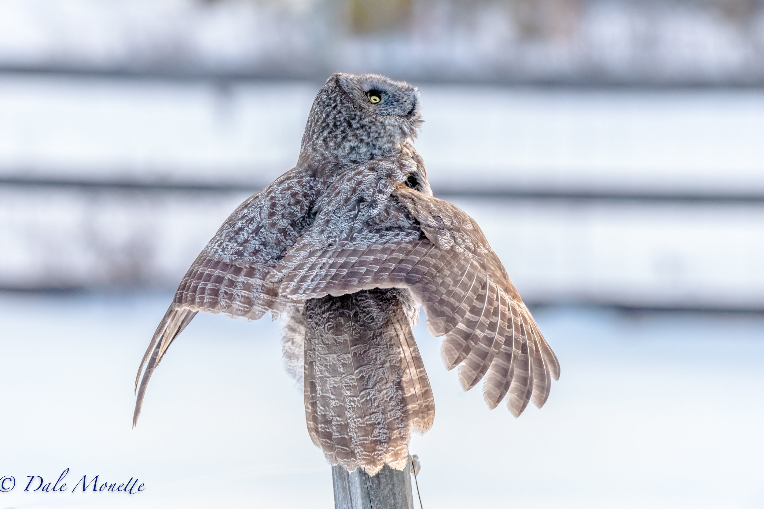The great gray owl watches a bald eagle soar way up overhead on the Sugar River in Newport NH. This bird gets the Olympic medal for being alert . 3/17/17