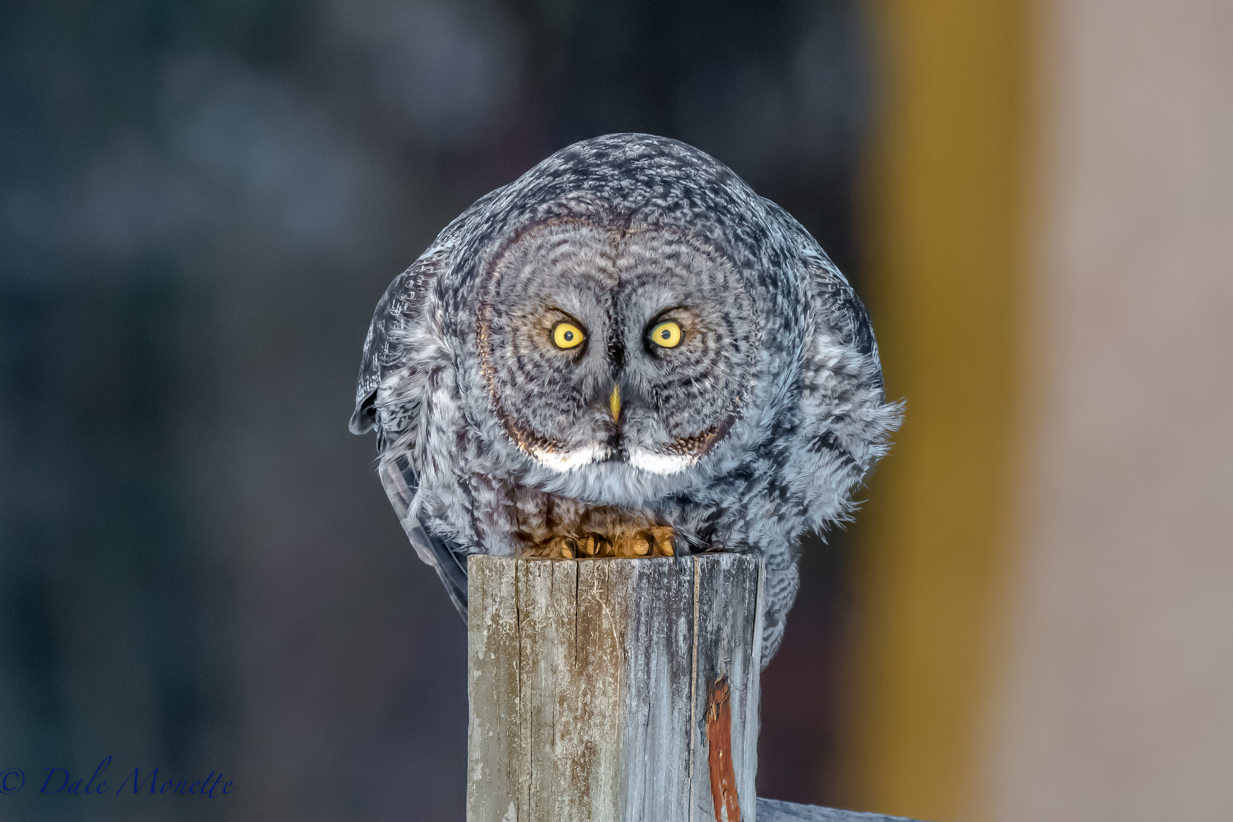 I've only seen one other great gray owl in my life and that was 32 years ago. I may never see another one because they live in the northern boreal forest of Canada and Alaska. A sub-species can be found in northern California and north central US. I will NEVER forget the yellow eyes they have. 3/17/17.