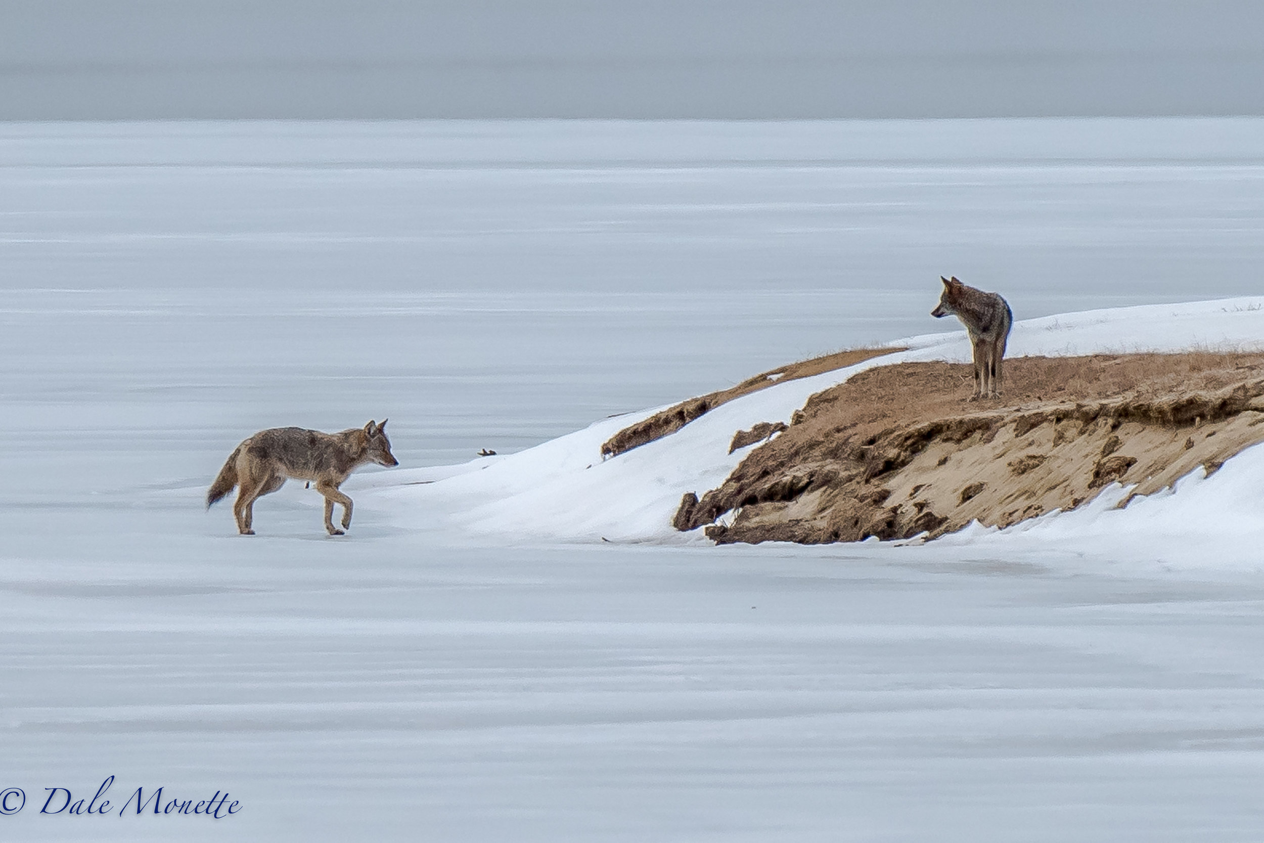   I was having a great gray owl withdrawal syndrome attack this morning so I decided to hike into coyote-ville. After a hard 50 minute hike I arrived and within 2 minutes number one appeared way out on the ice. After another 1.5 hours of waiting I sp