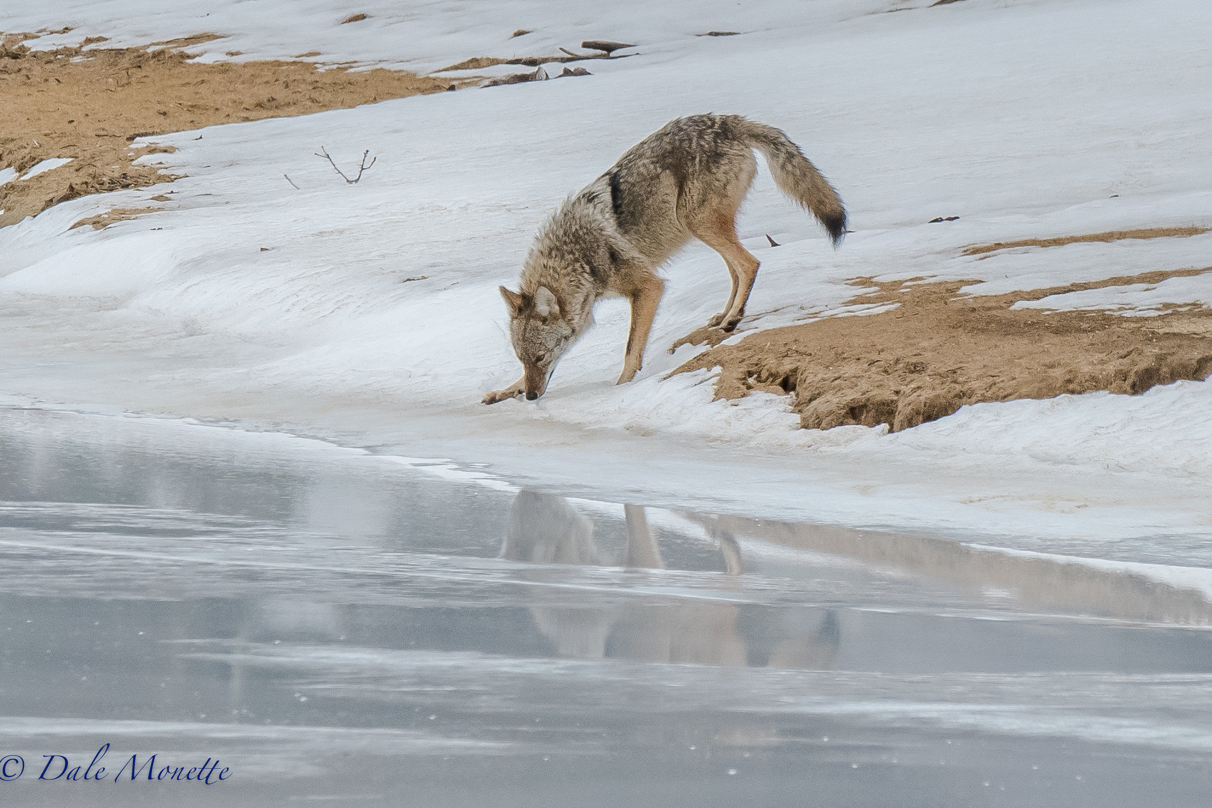   I played hide and seek with the mated pair of coyotes at Quabbin this morning. &nbsp;I won !! &nbsp;Here is the female coming down to the water to drink. &nbsp;I had quite a show for about 90 minutes before they finally wandered off. &nbsp;A great 