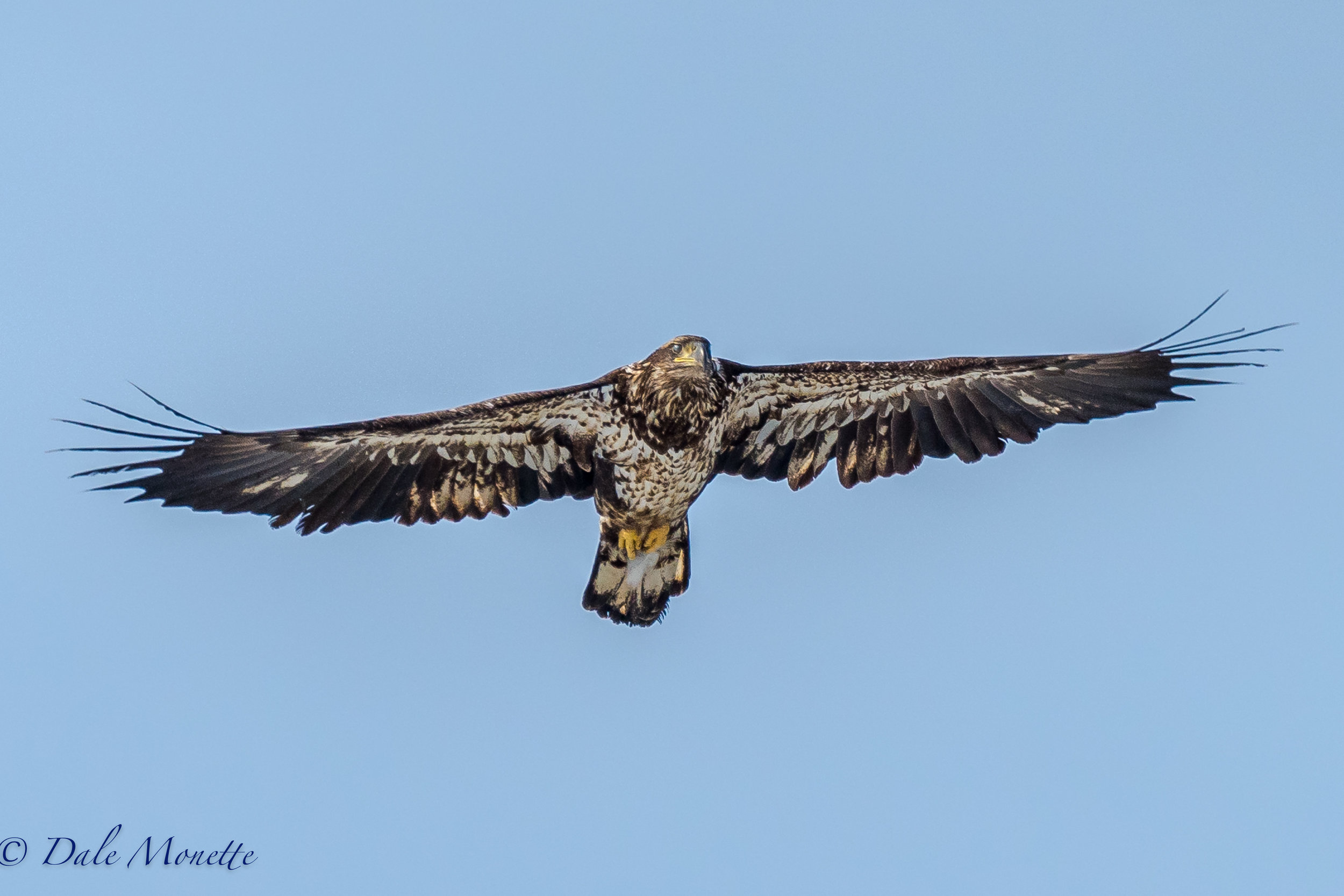 No coyotes on the ice today but the "eye in the sky" was on duty. (juvenile bald eagle)