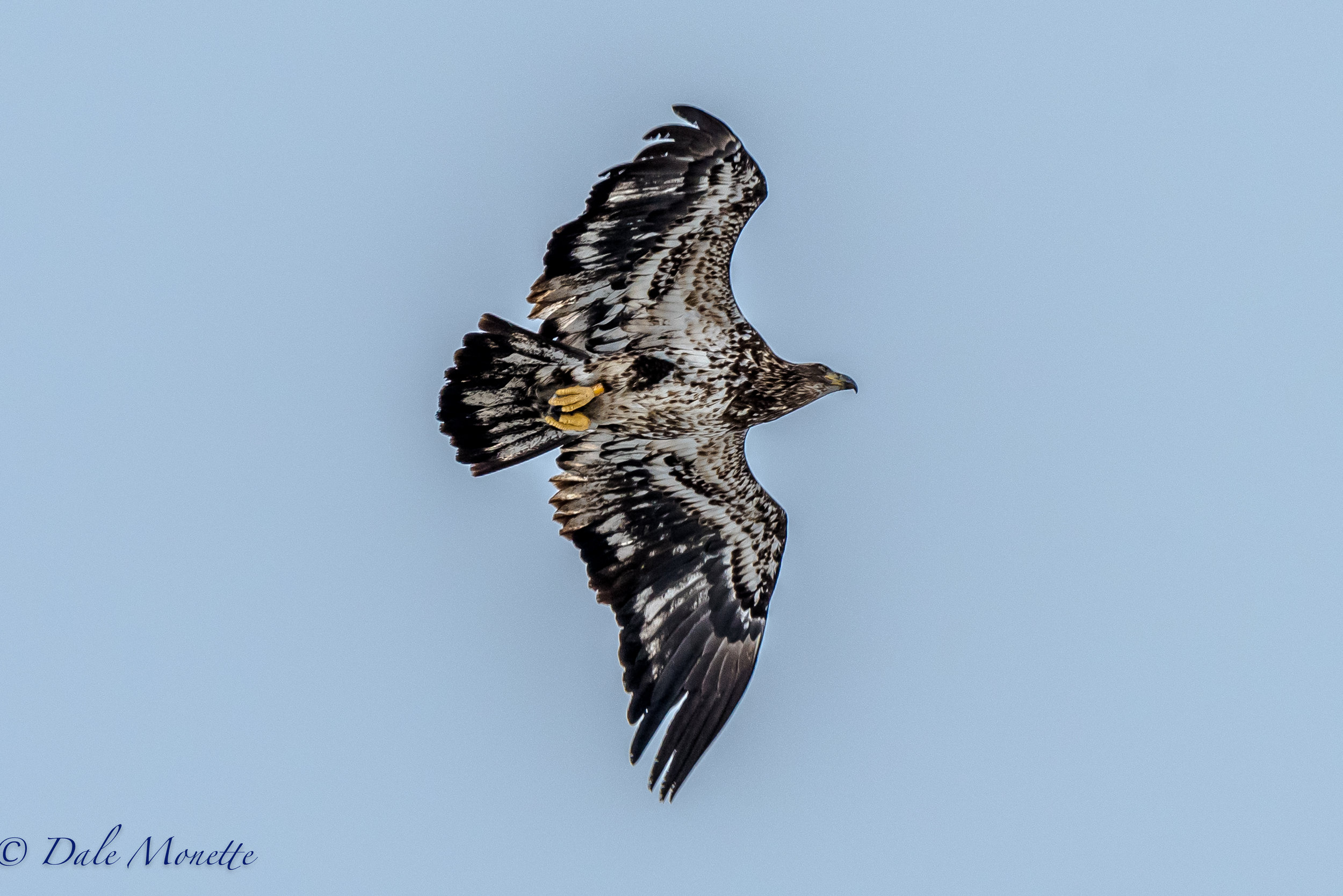   Another day, another juvenile bald eagle soaring over me..... 3/28/17  