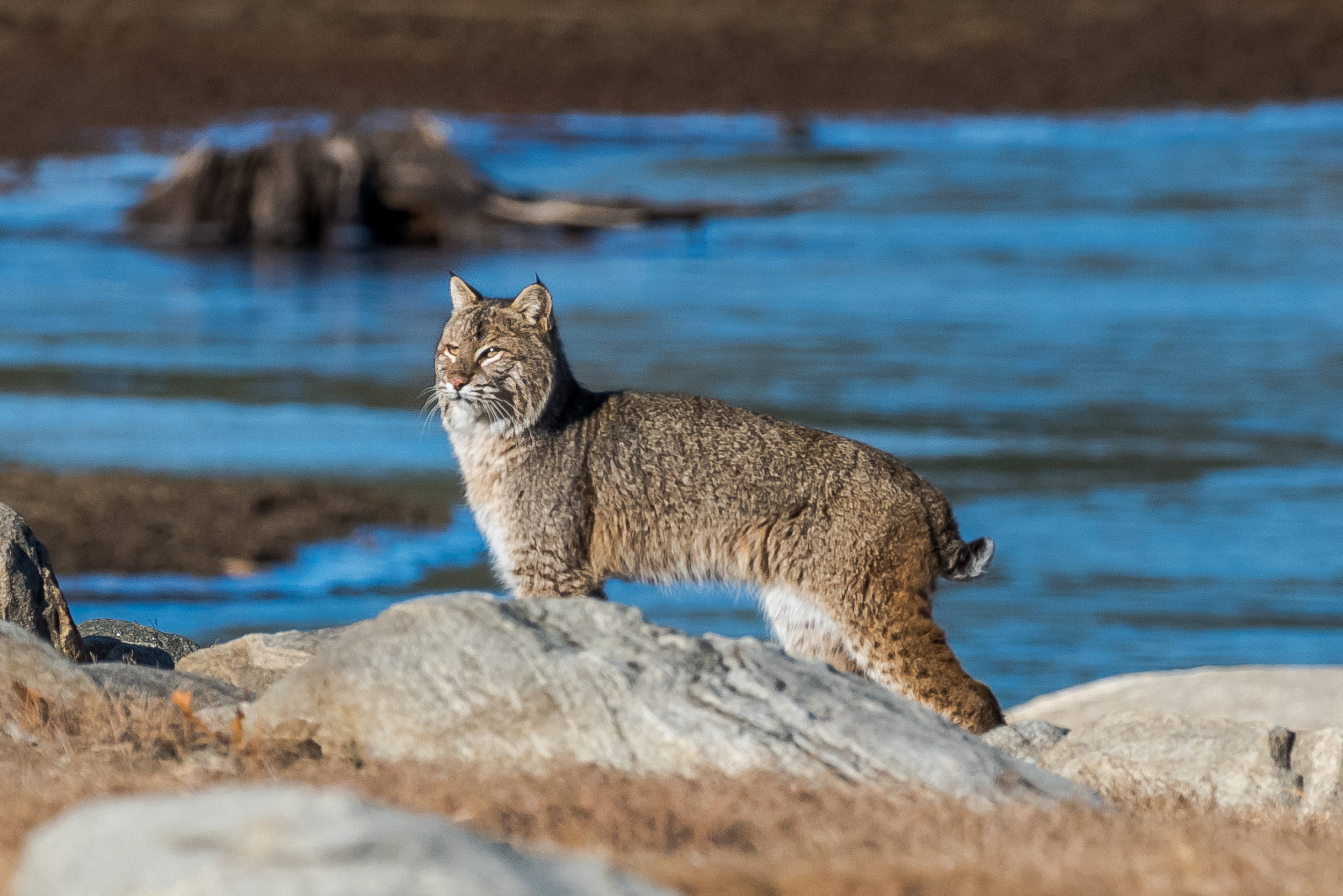 I was wondering where the bobcat went I saw dragging the squirrel last November when all of a sudden it appeared ! It was on a mission. Here it's trying to find out where the clicking noise is coming from even though I had my camera on the "quiet mode" setting......