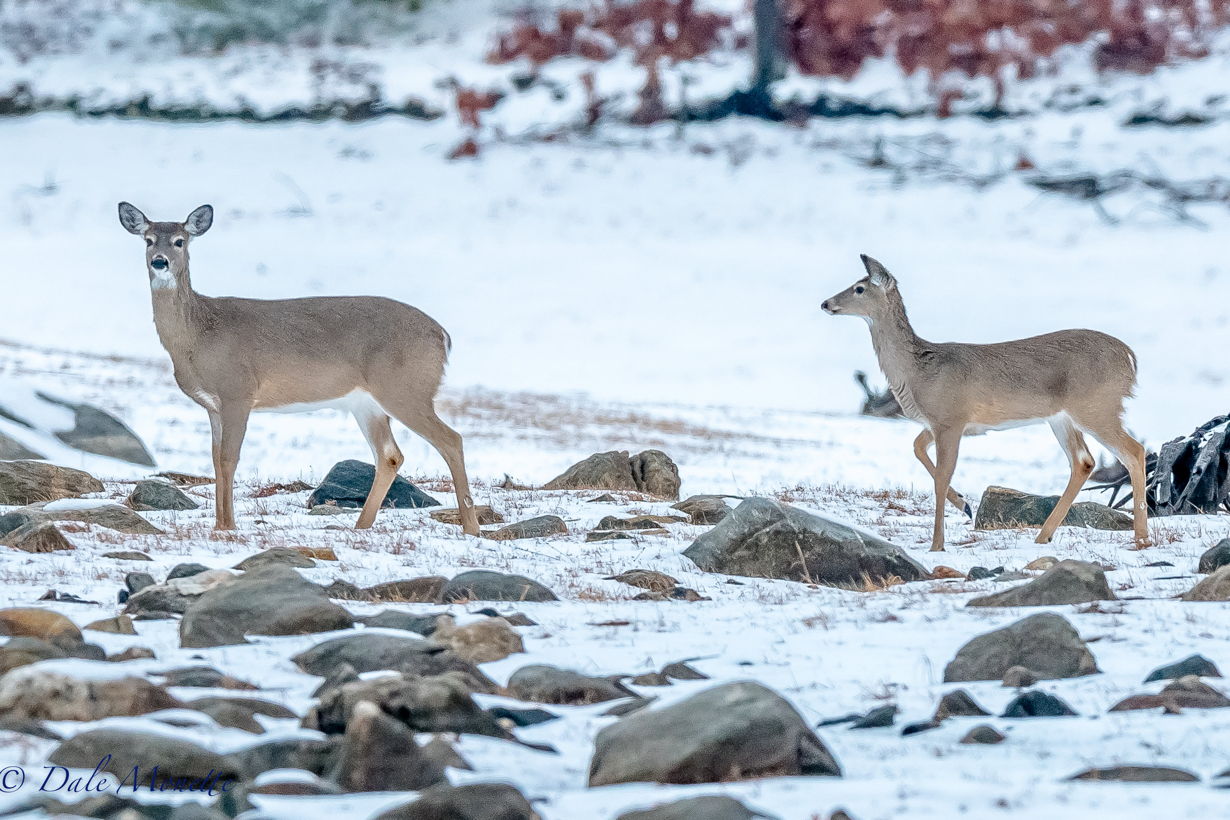   Five white-tailed deer walked out in front of me this morning at 6:30AM on my way into Quabbin. &nbsp;It was a pleasant surprise. &nbsp;I just stood there and snapped a few pictures. They spotted me but didnt leave and just kept moseying along and 