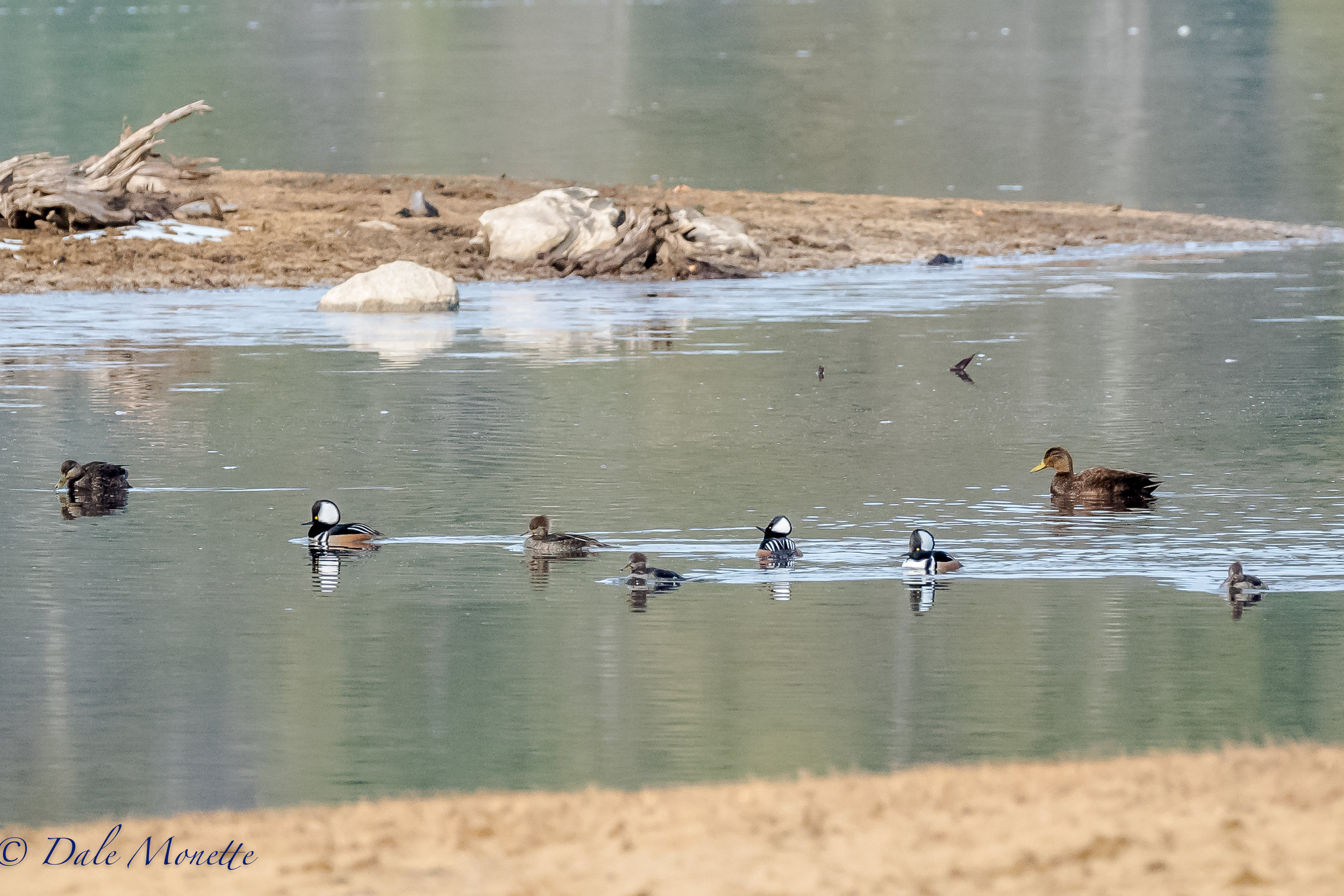   The shore patrol at Quabbin ! &nbsp;Hooded merganser with 2 black ducks wander along the expanse of open shoreline now the ice has all but disappeared at the Quabbin. &nbsp;4/3/17  