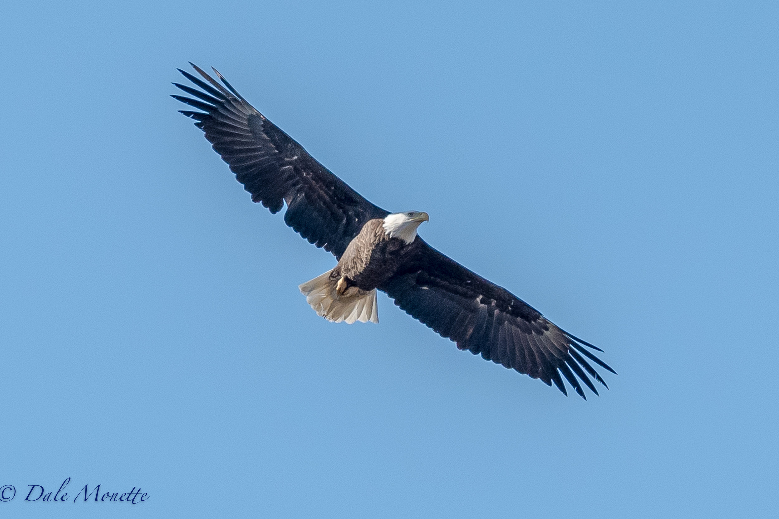   Any day I see a bald eagle is a good day .....This adult was soaring over me at Quabbin along the shore on March 30th, 2017. &nbsp;I had to take a picture :)  