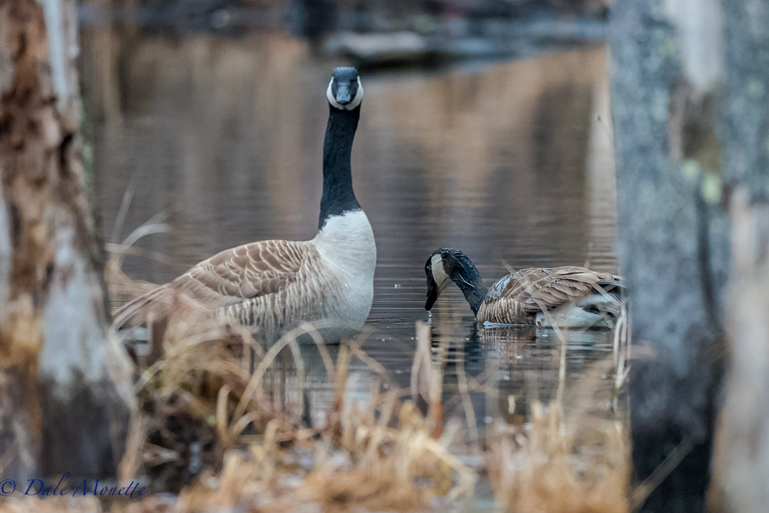   This is a greeting I received from a couple friends of mine this morning at about 7AM. These 2 geese have been nesting in the same pond for 3 years that I am aware of. This is the big male who has a band on his left leg. They always nest on one of 