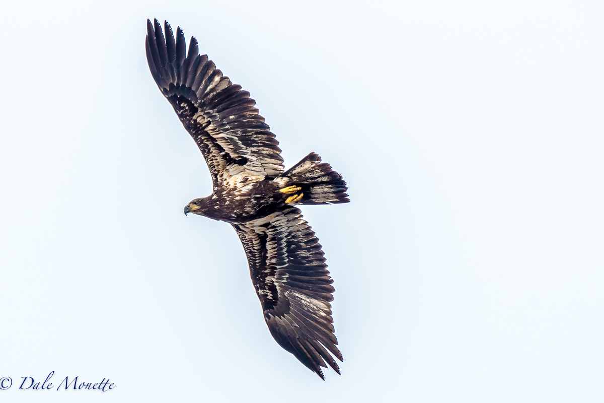   Very windy first thing this morning. And windy brings out the bald eagles. &nbsp;I had two juveniles soaring around me for over and hour off and on. It's always fun to watch them soar way up there in the high winds. &nbsp;  