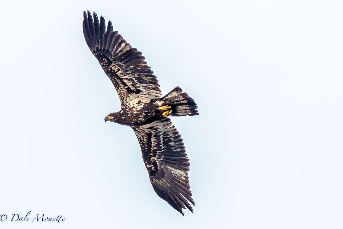 Very windy first thing this morning. And windy brings out the bald eagles. I had two juveniles soaring around me for over and hour off and on. It's always fun to watch them soar way up there in the high winds. 
