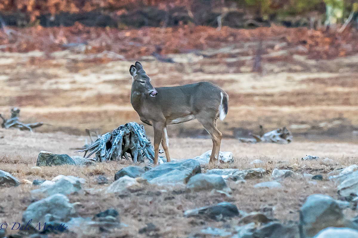 I came upon 3 more deer today, same place as I saw 5 last weekend. The wind was with me and they never saw me. After about ten minutes they wandered into the woods to get away from the nasty wind. 4/8/17