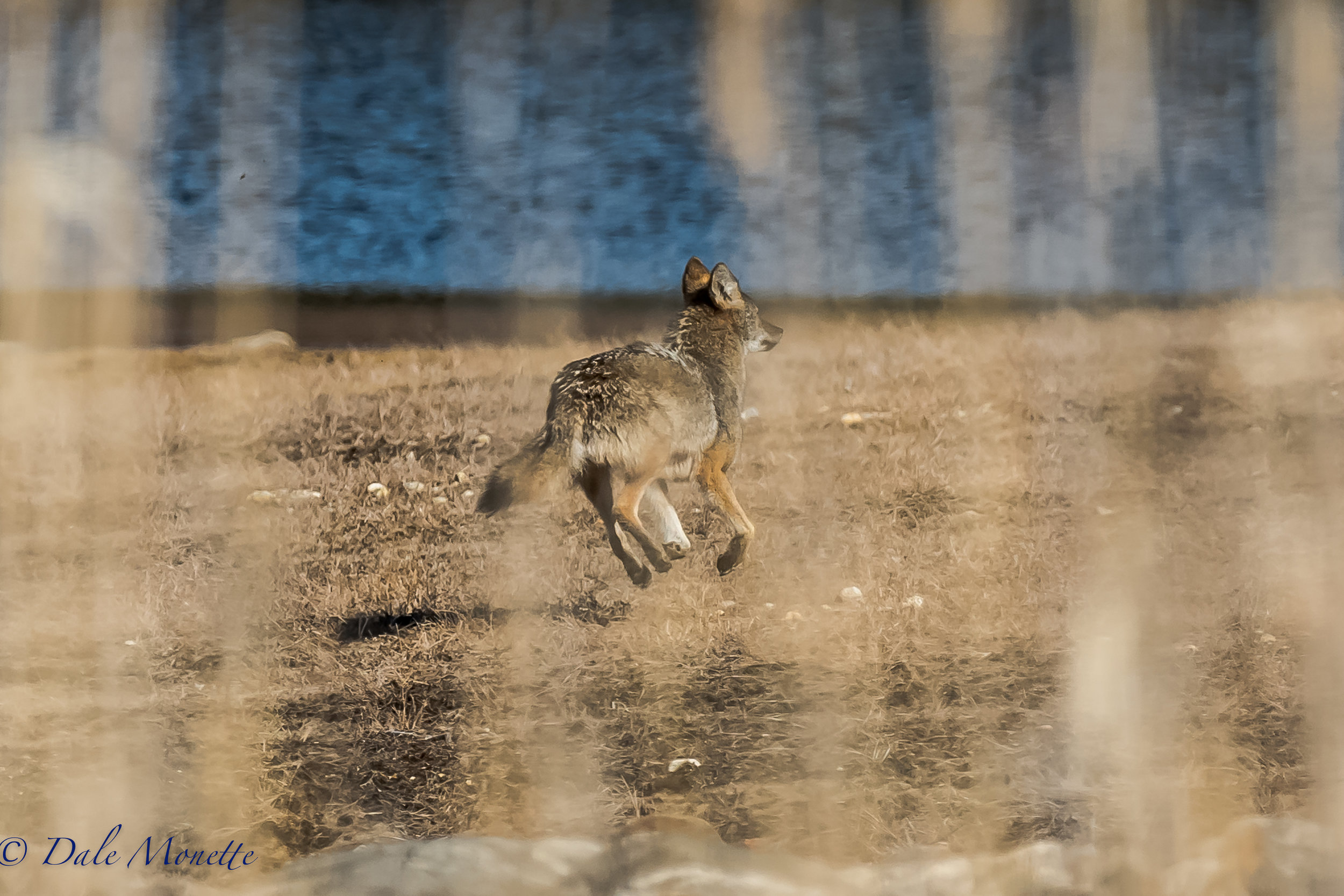 I saw the 2 coyotes this morning I have been seeing all winter. They couldn't get away from me fast enough ! I was behind a patch of phragmites...... 4/10/17
