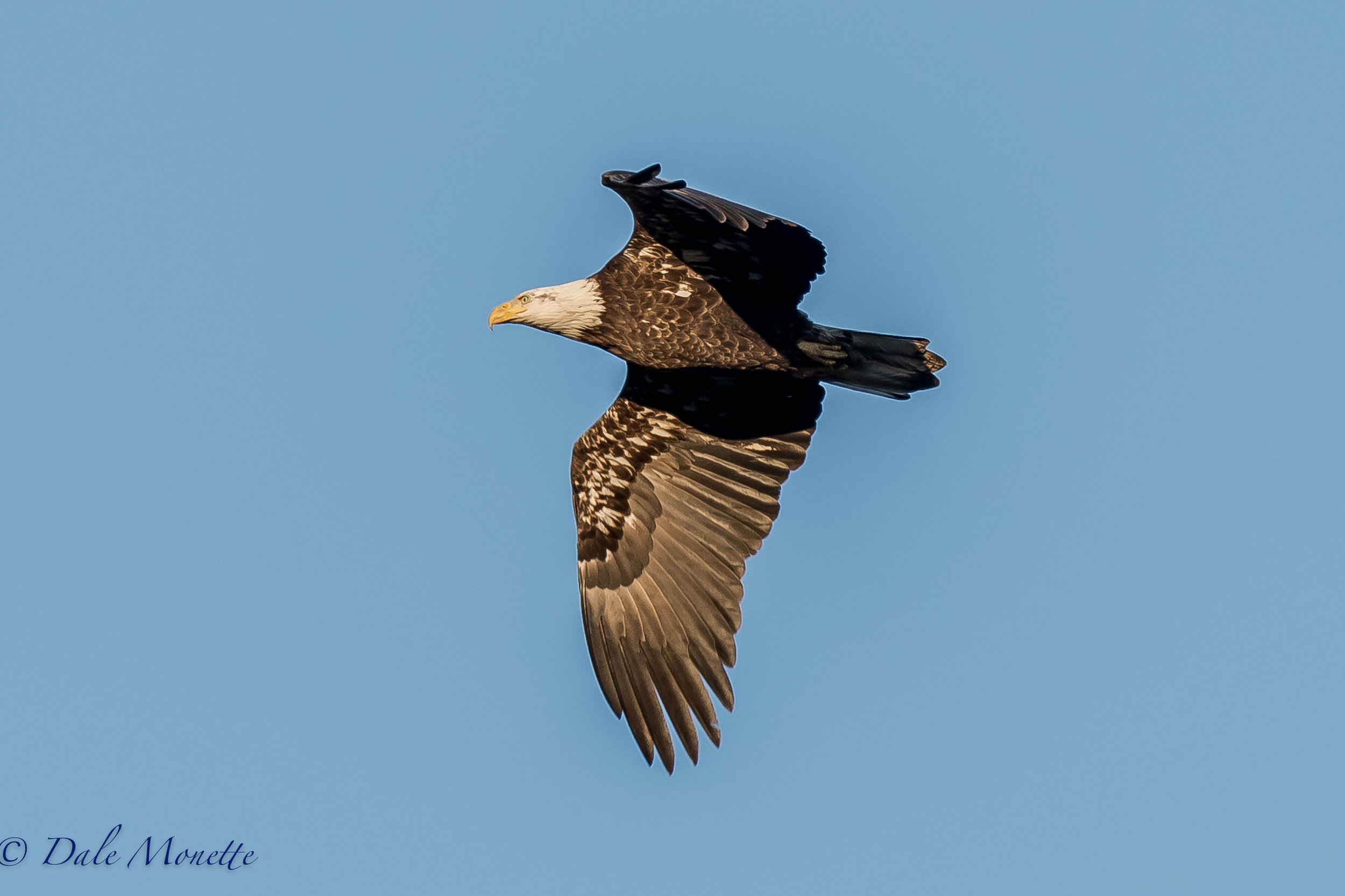 Eagles have been flying over the Quabbin all week. There are 8 active eagle nests at Quabbin as of last Friday for the state nest count. 4/10/17