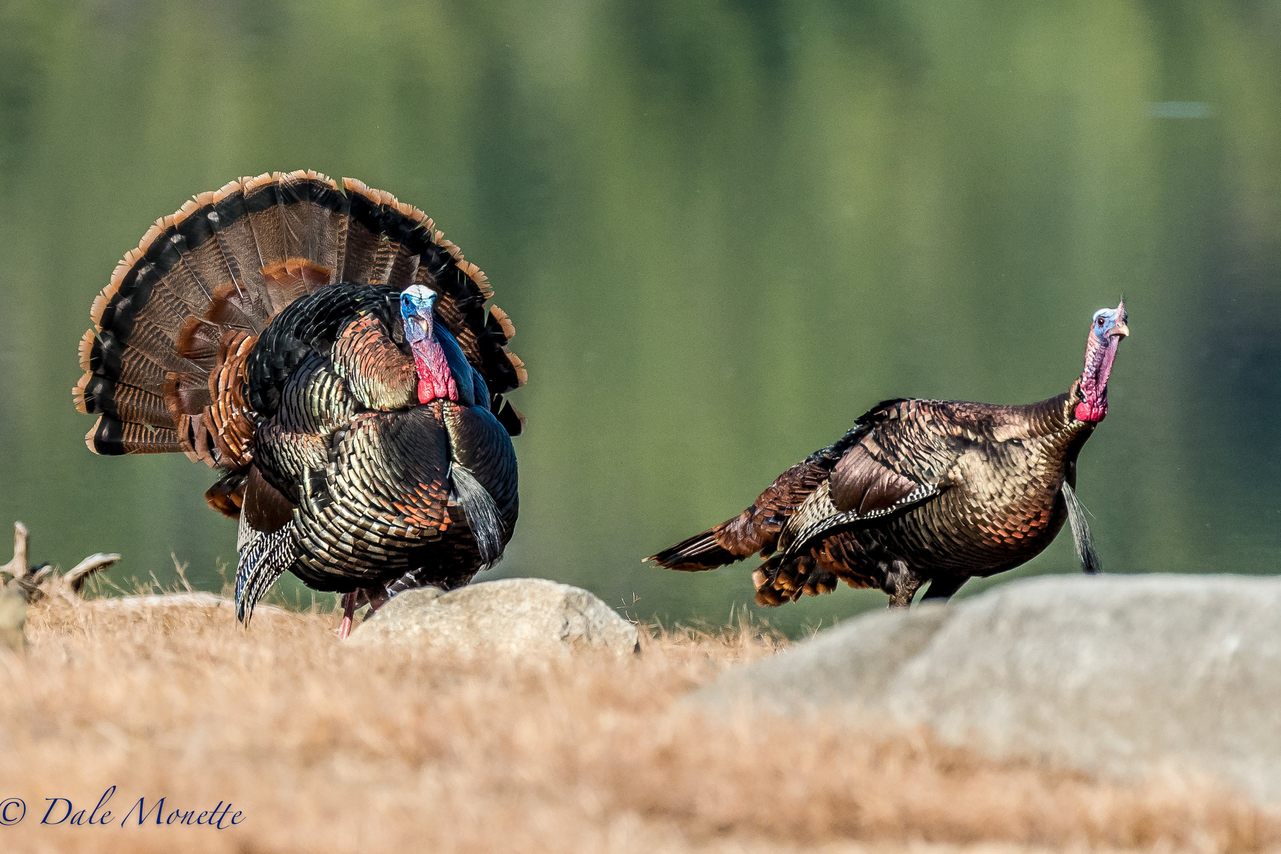   Turkeys turkeys everywhere this morning ! &nbsp;These 2 males were leading 9 females up the shore of Quabbin and I was in the woods watching for anything that passed. &nbsp;This is not a photoshopped picture (I don't own photoshop and I don't belie