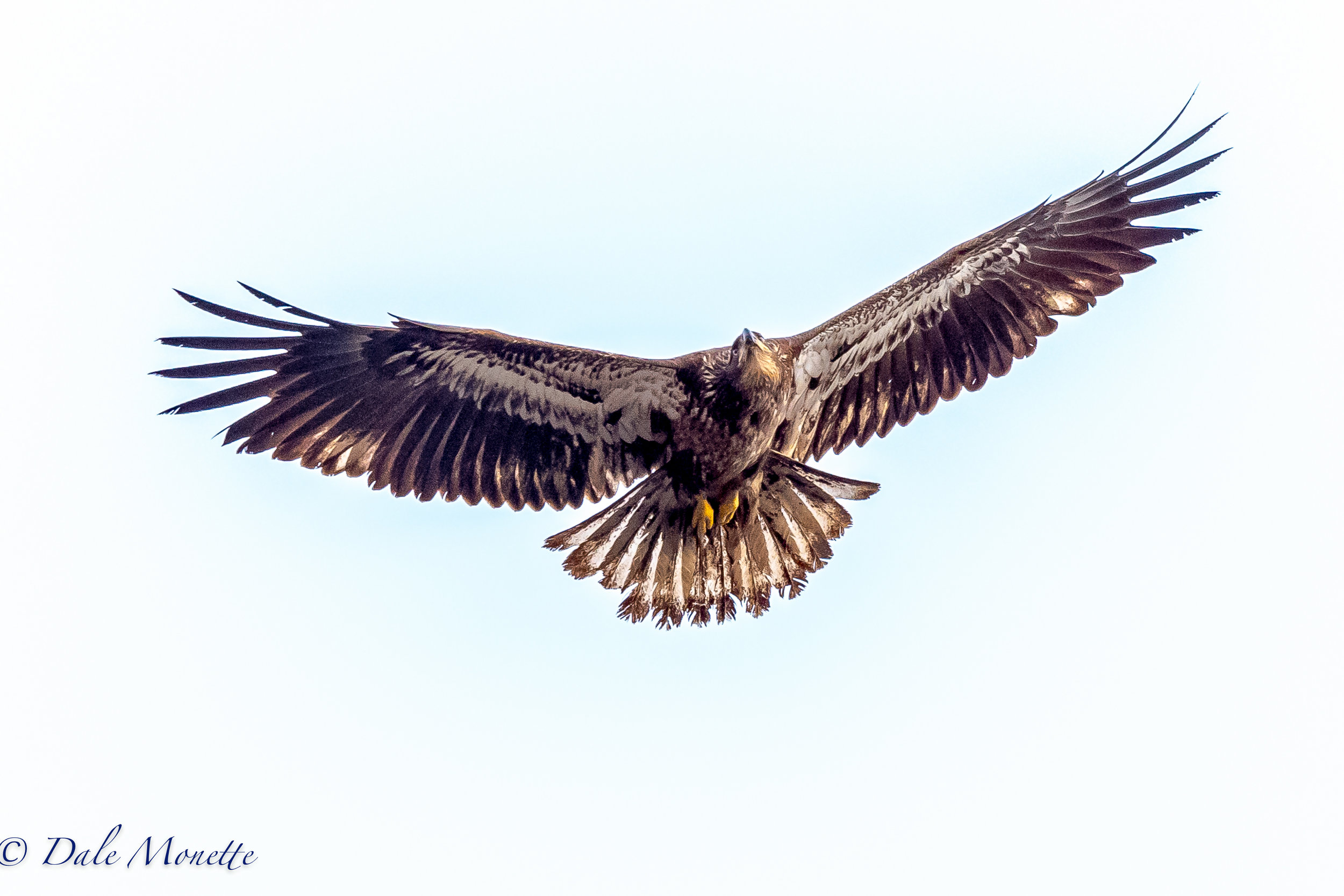   I love windy days on the Quabbin and so do the eagles. &nbsp;They just love to soar and this guy kept flying right over me walking along the shore. Note the ragged feathers that will be replaced when the eagle molts. 4/13/17  