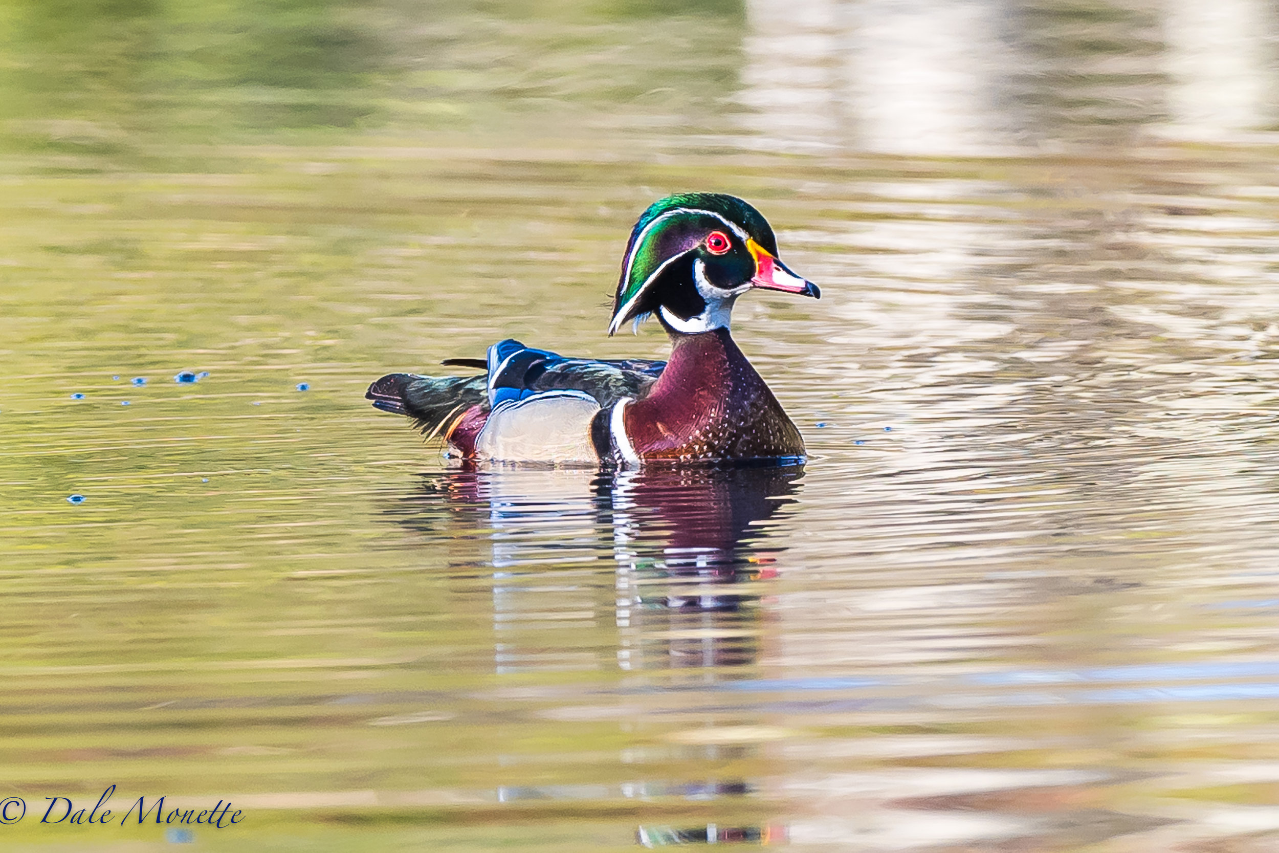   This male wood duck came flying in today and landed smack in front of me right on cue! &nbsp;great to see these guys again. &nbsp;Spring is here for sure. &nbsp;4/14/17  