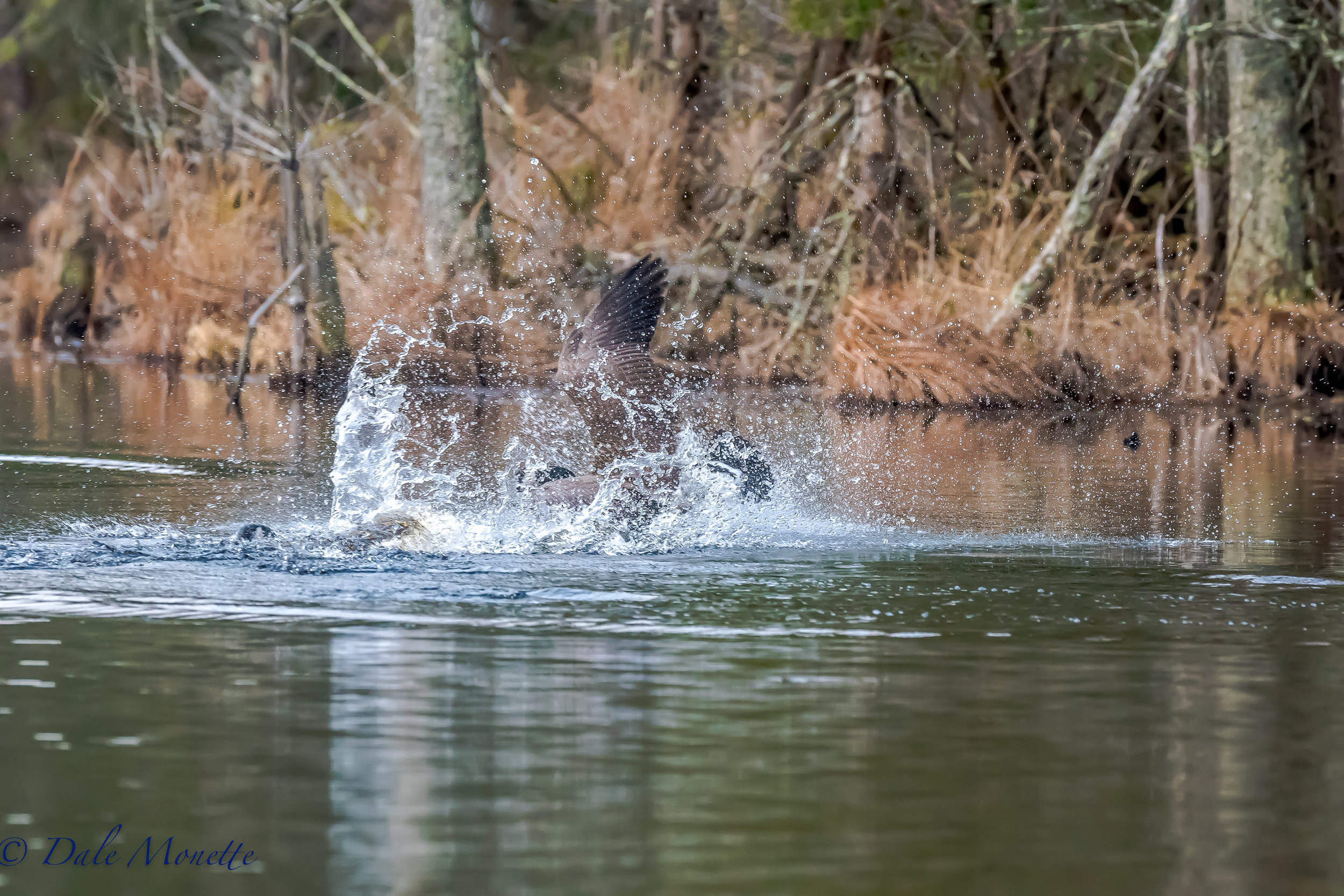 Canada geese are all fighting each other while trying to secure territories for the coming nesting season. Here are a couple of them I found this morning. 4/16/17
