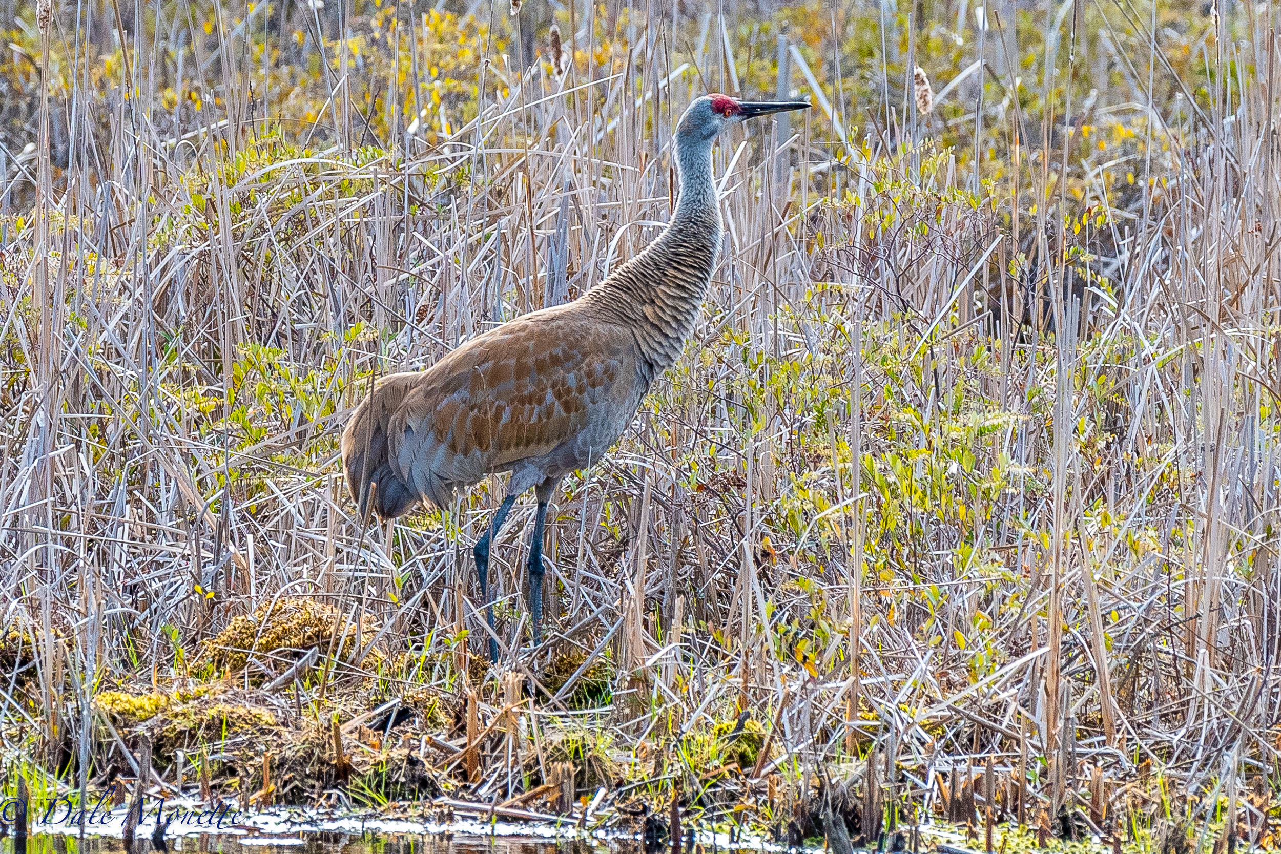 Here is a second shot of this afternoons sandhill crane. 4/17/17