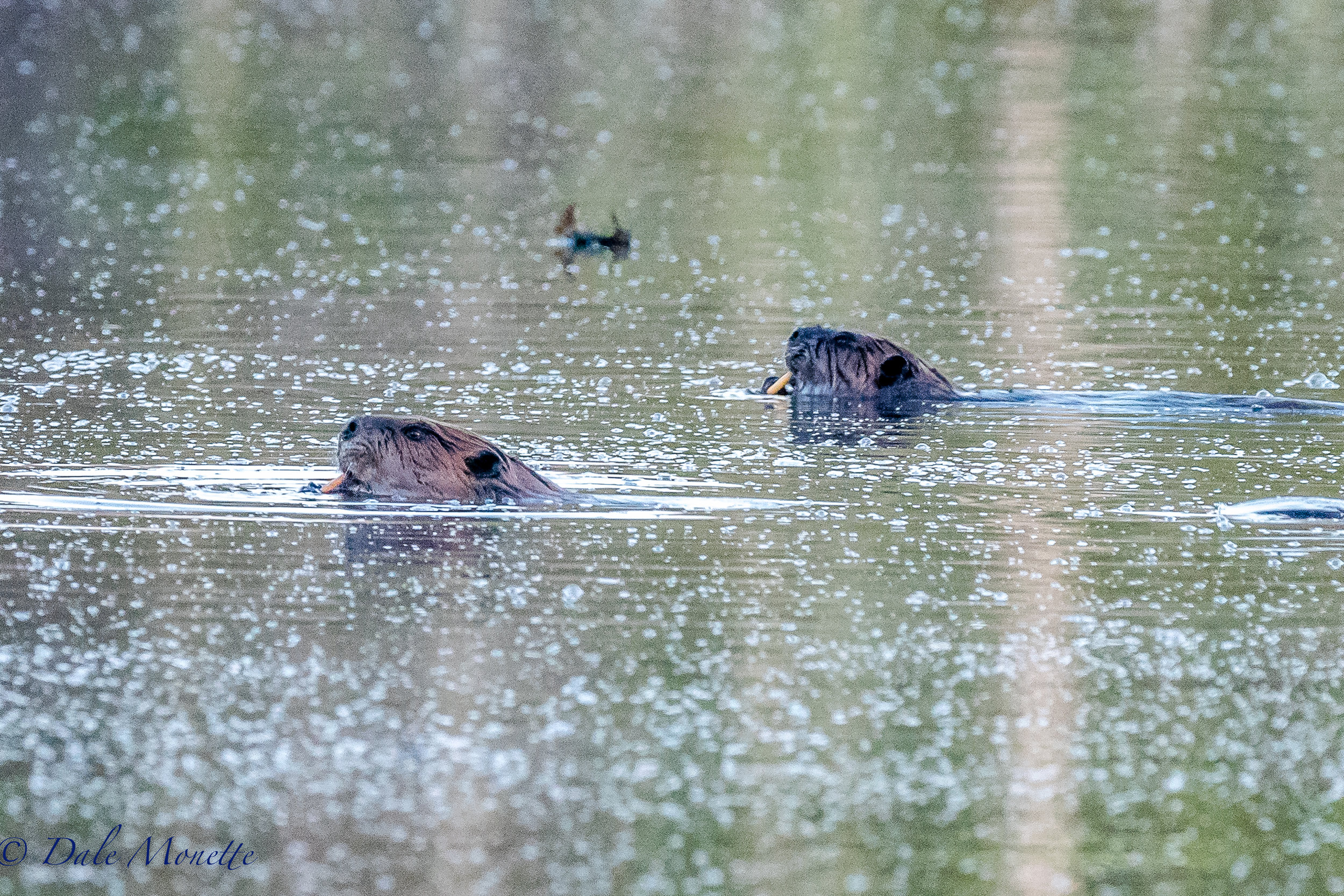   I walked in to see my beaver buddies this morning and found them munching on water lily roots. They love this time of years as they can get fresh greens to add to their diets. &nbsp;4/17/17  