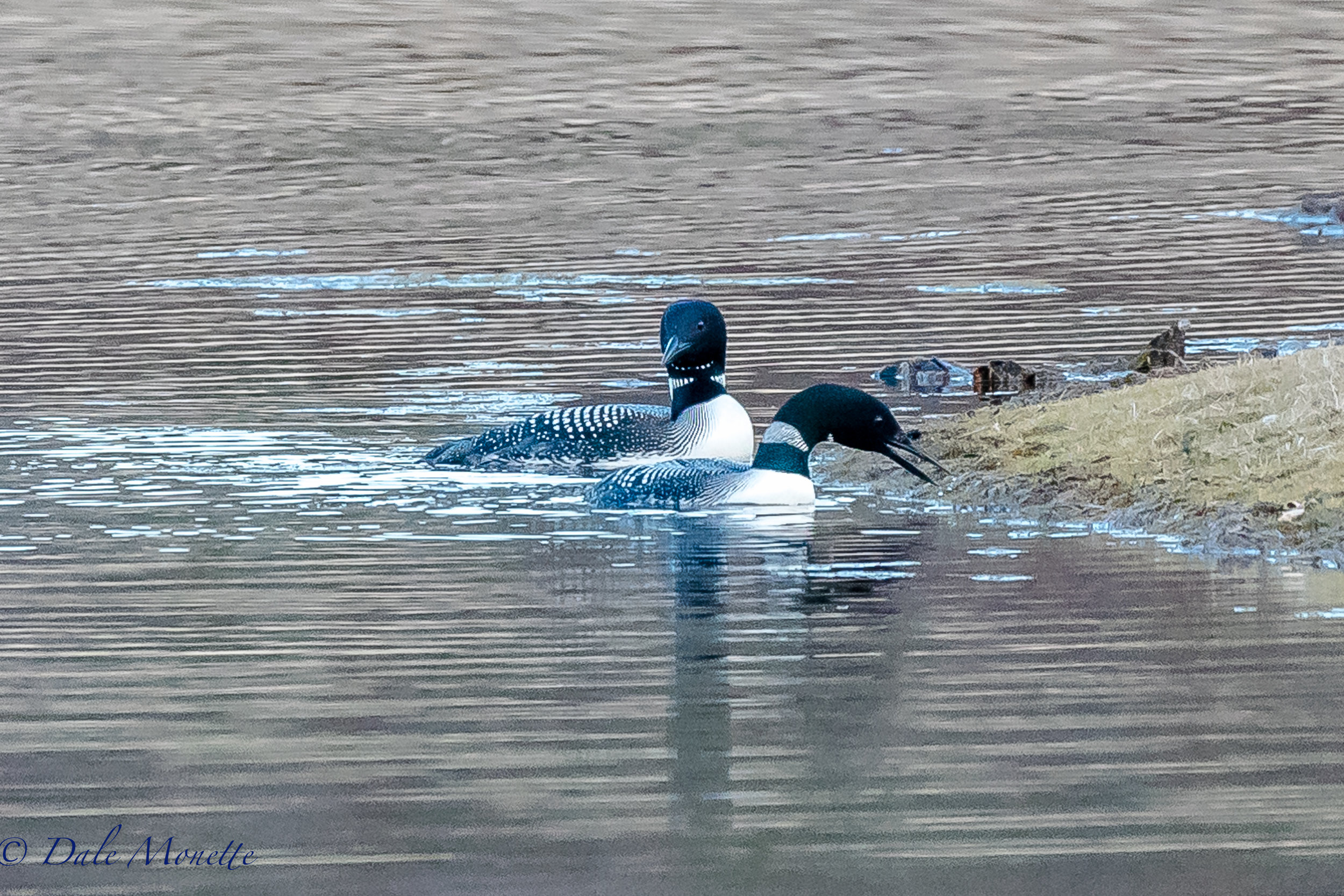   I met a couple old friends this morning. These are two of the loons that are mated in the north part of the Quabbin back on their territory again after a few years on the same place. &nbsp;I was able to see their ID bands on their legs for certain 