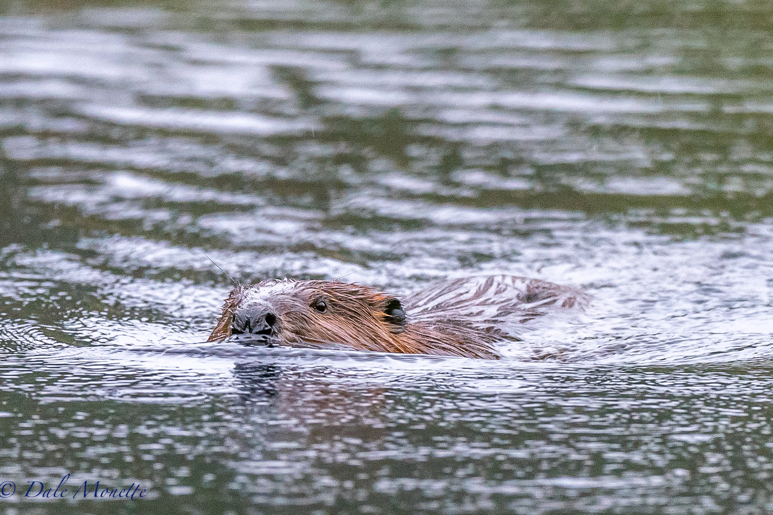   I spent the morning on the side of a beaver pond in the rain. I was surprised when this adult beaver steamed right by me, within 20 feet, looked at me and never gave me the tail slap! It just kept going along on its mission... &nbsp;4/26/17  