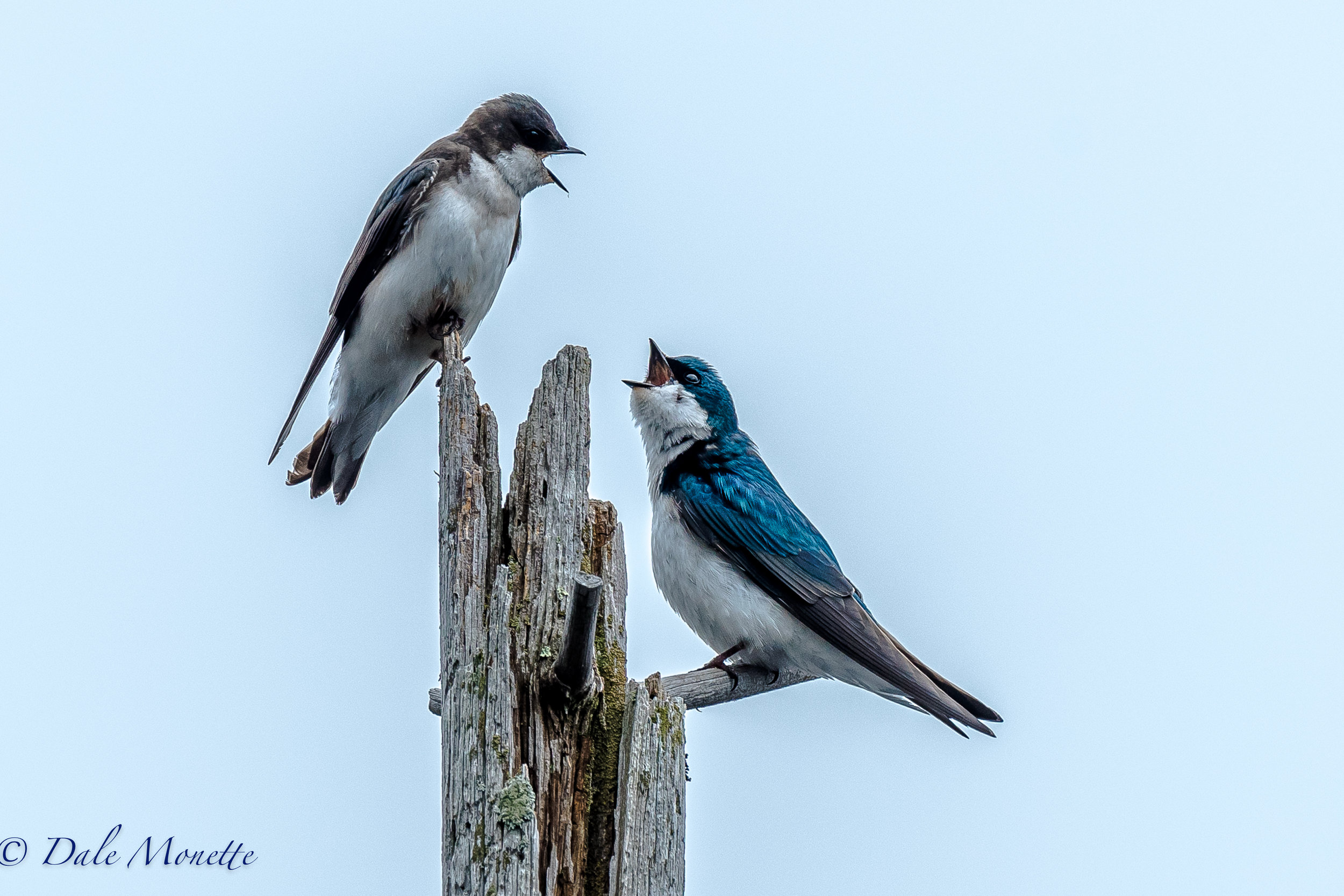 A pair of tree swallow have a discussion about their next nest, and how many kids they want ! 4/27/17
