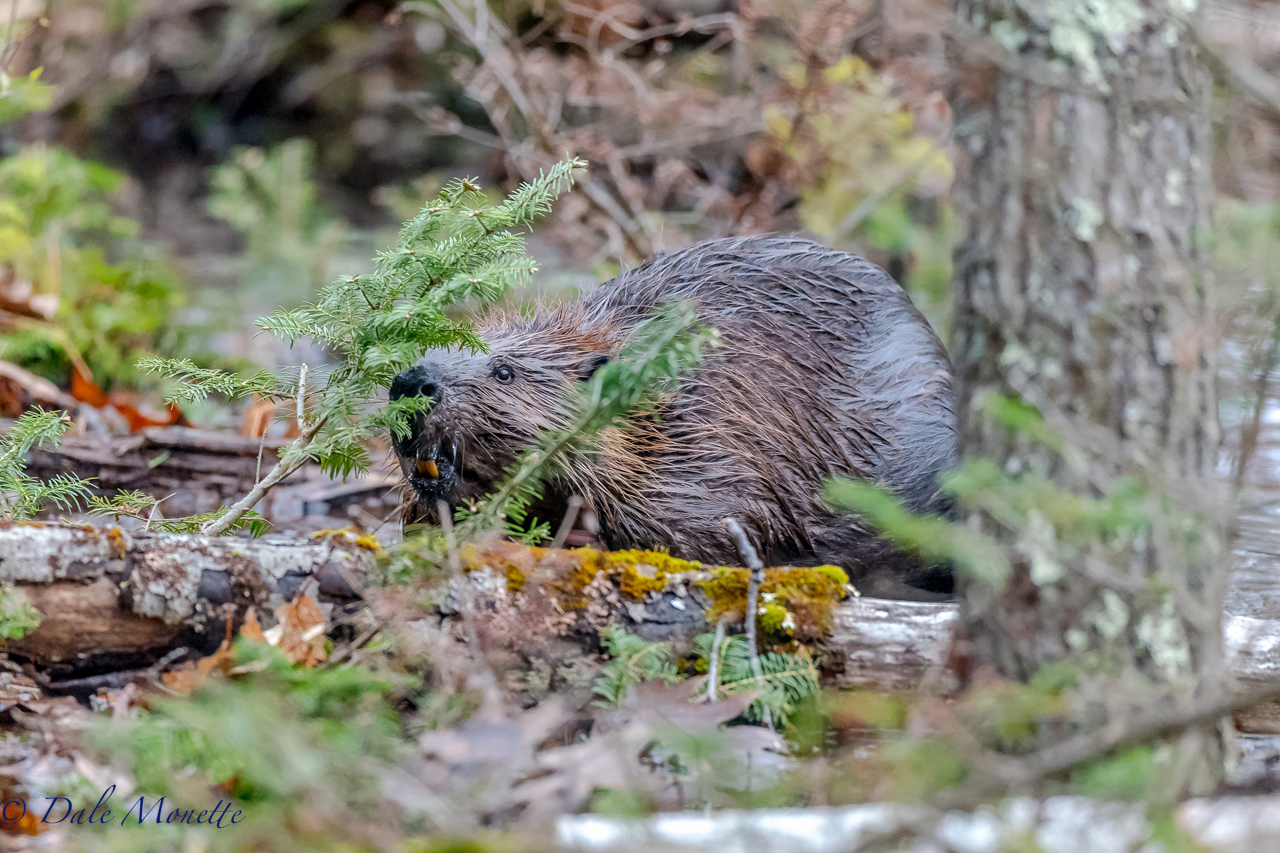   Note the teeth on this beaver. The teeth appear orange-yellow in color, because the thick enamel contains iron deposits which keep the enamel strong. This guy was eating spruce shoots along a pond side at Quabbin. &nbsp;5/2/17  