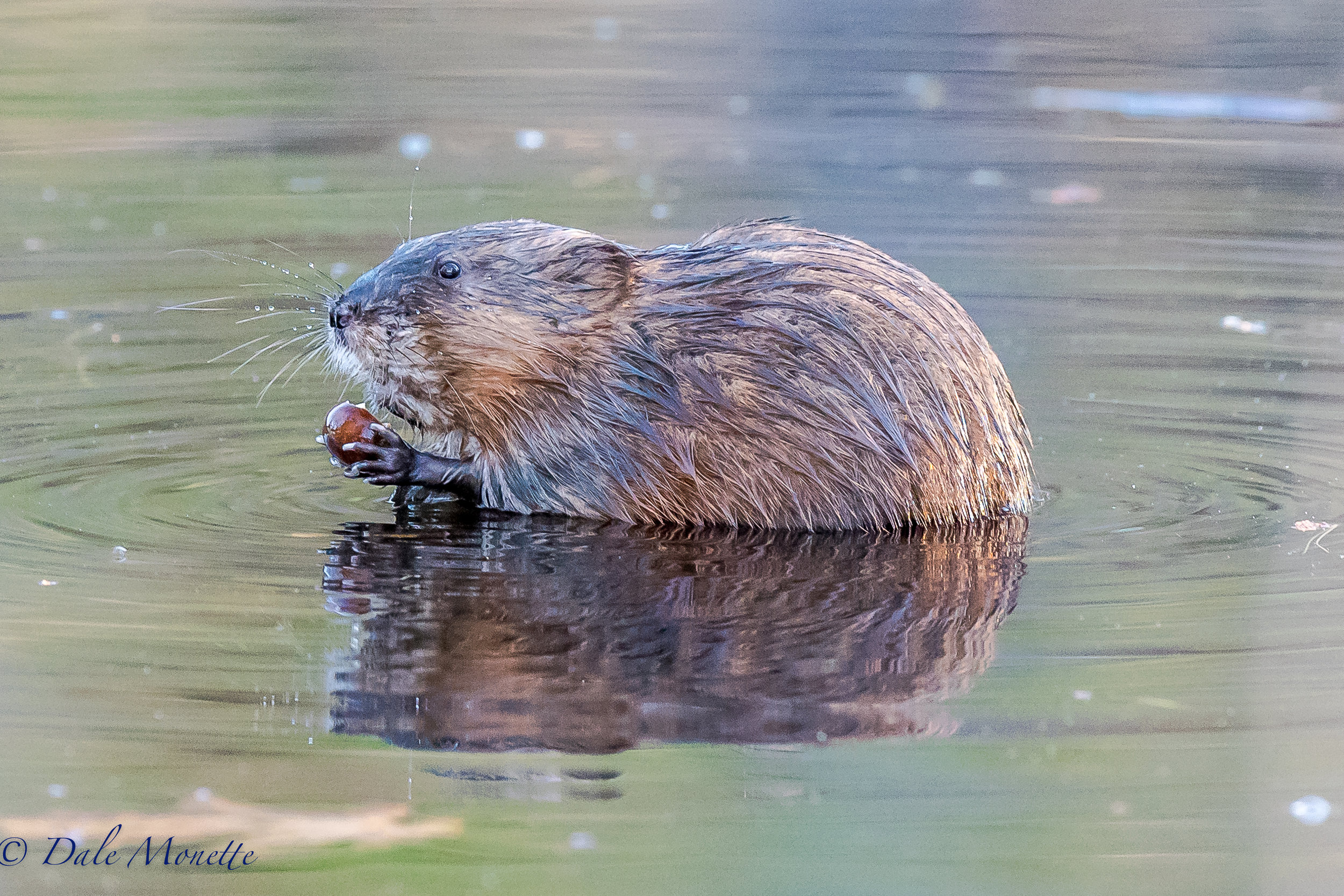   This little muskrat popped up twice this week as I have been living in a swamp with the beavers ! He eats a few acorns floating in the water then goes along his merry way.. 5/5/17  