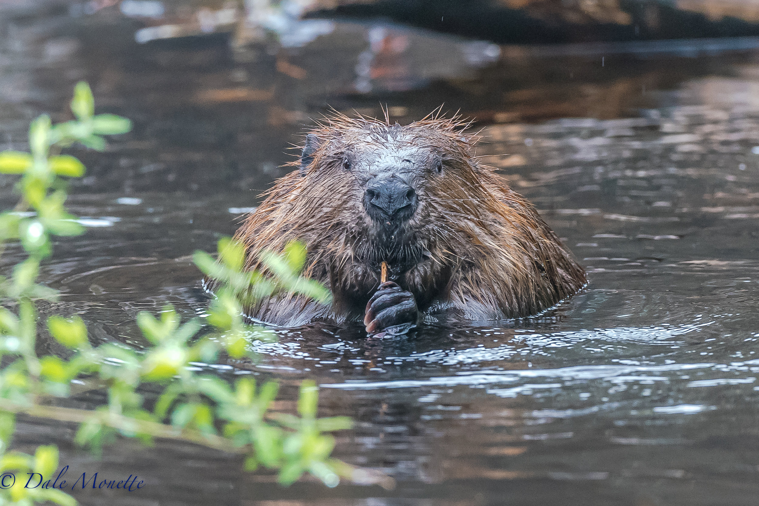   On Saturday morning, the 6th of May we had over an inch of rain over night so I decided to see what the beavers were doing. &nbsp;This guy was eating between working while another pair worked patching up the dam.... what a face huh ?&nbsp;  