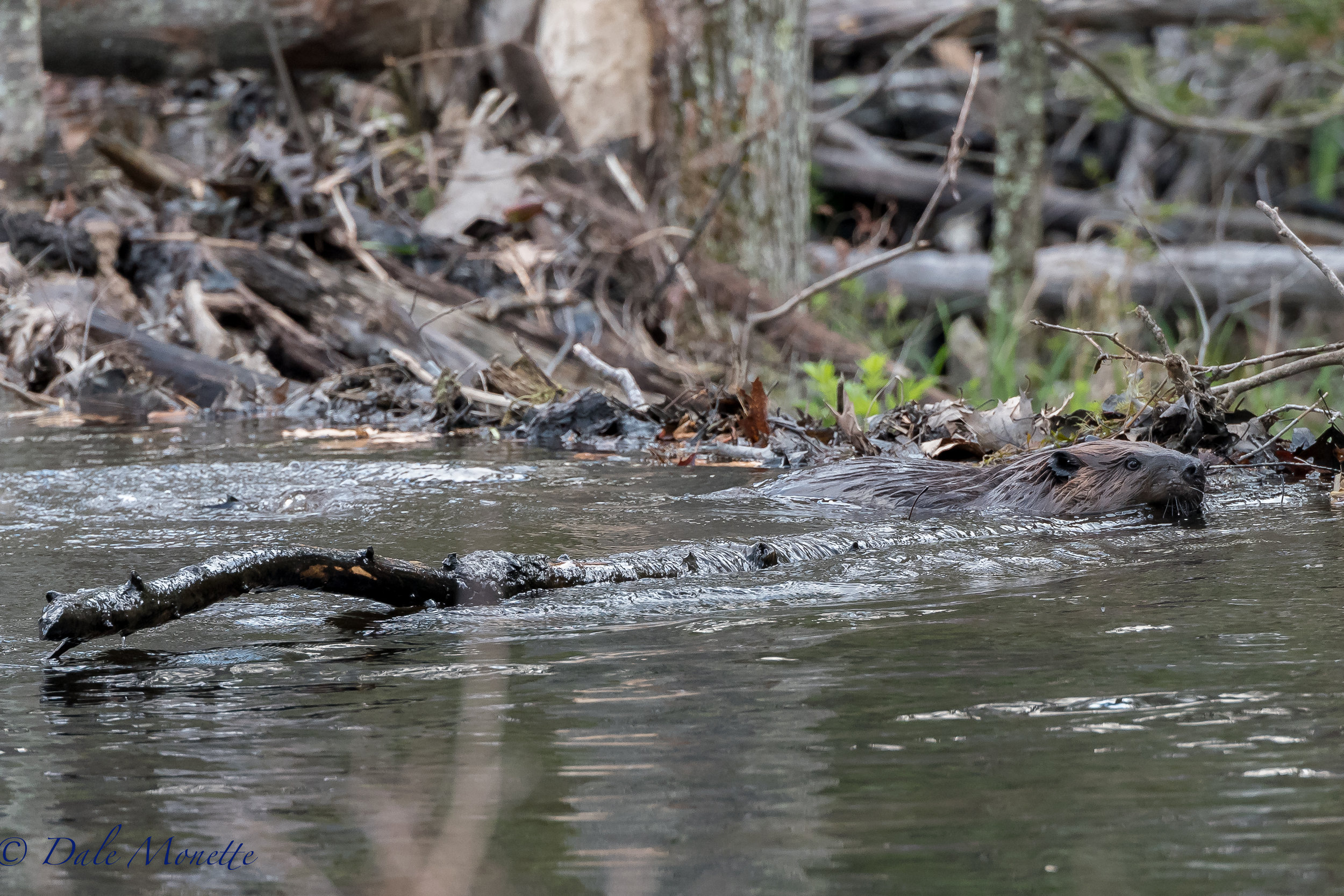 These beavers can drag immense loads with their teeth. This beaver hauled this 10 foot long branch across the pond to stash in the dam. 5/7/17