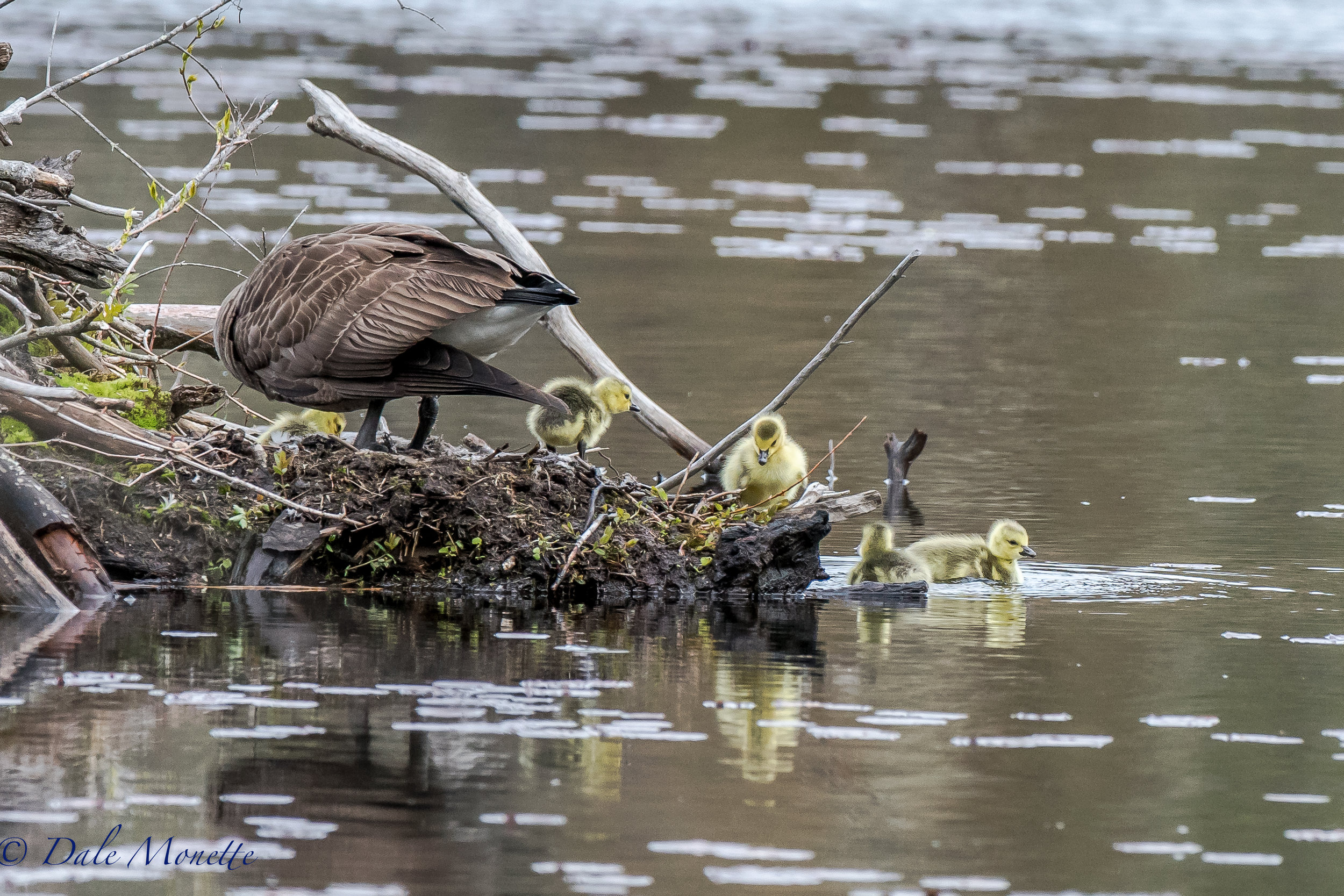   Ive been watching these geese for over a 2 months. &nbsp;They made a nest on a beaver lodge a little over three months ago and this morning they had 5 chicks ! &nbsp;She was sitting on eggs yesterday so these birds have their first day on the water