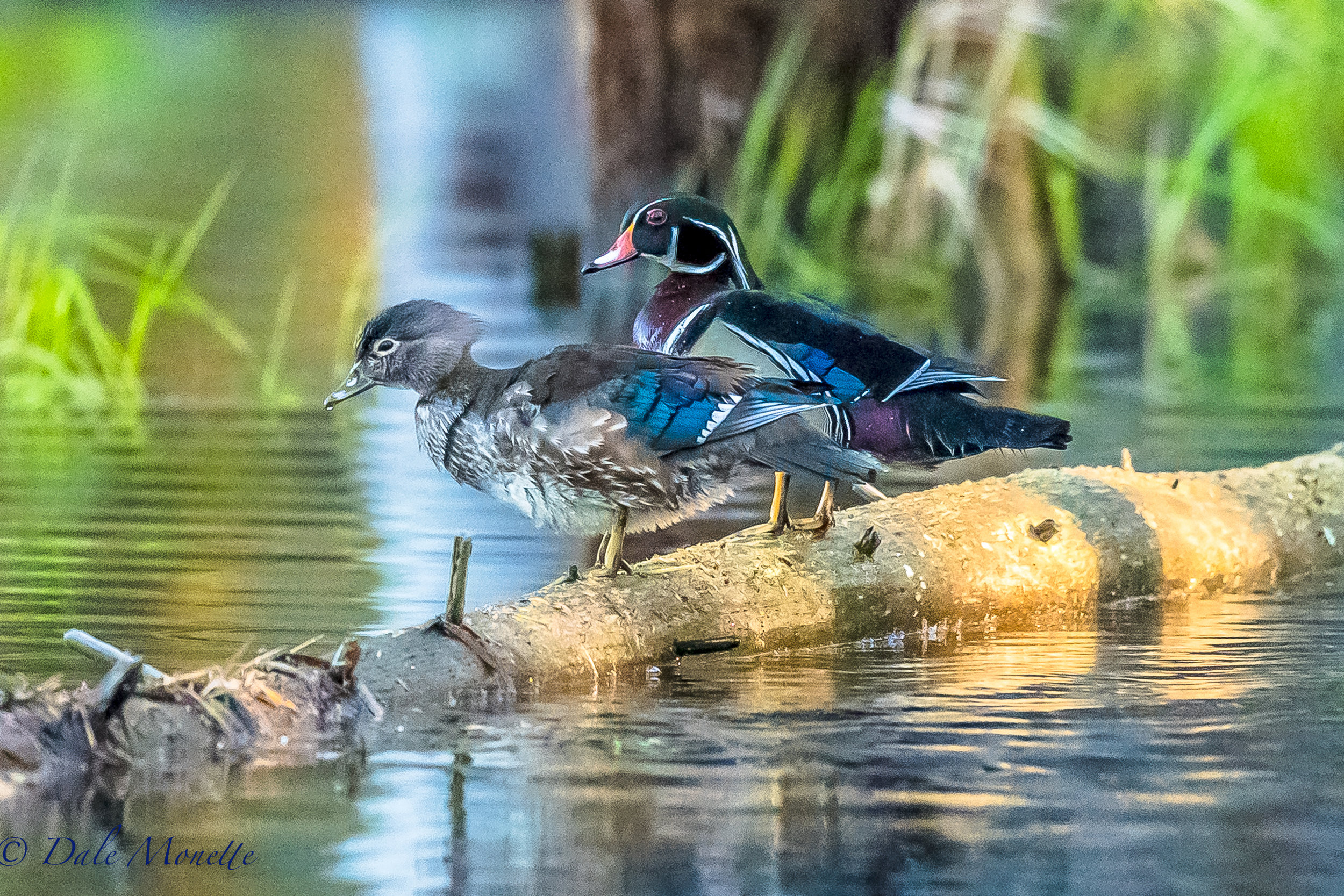 I snuck up on these 2 wood ducks sitting in a patch of early morning sun. 5/16/17